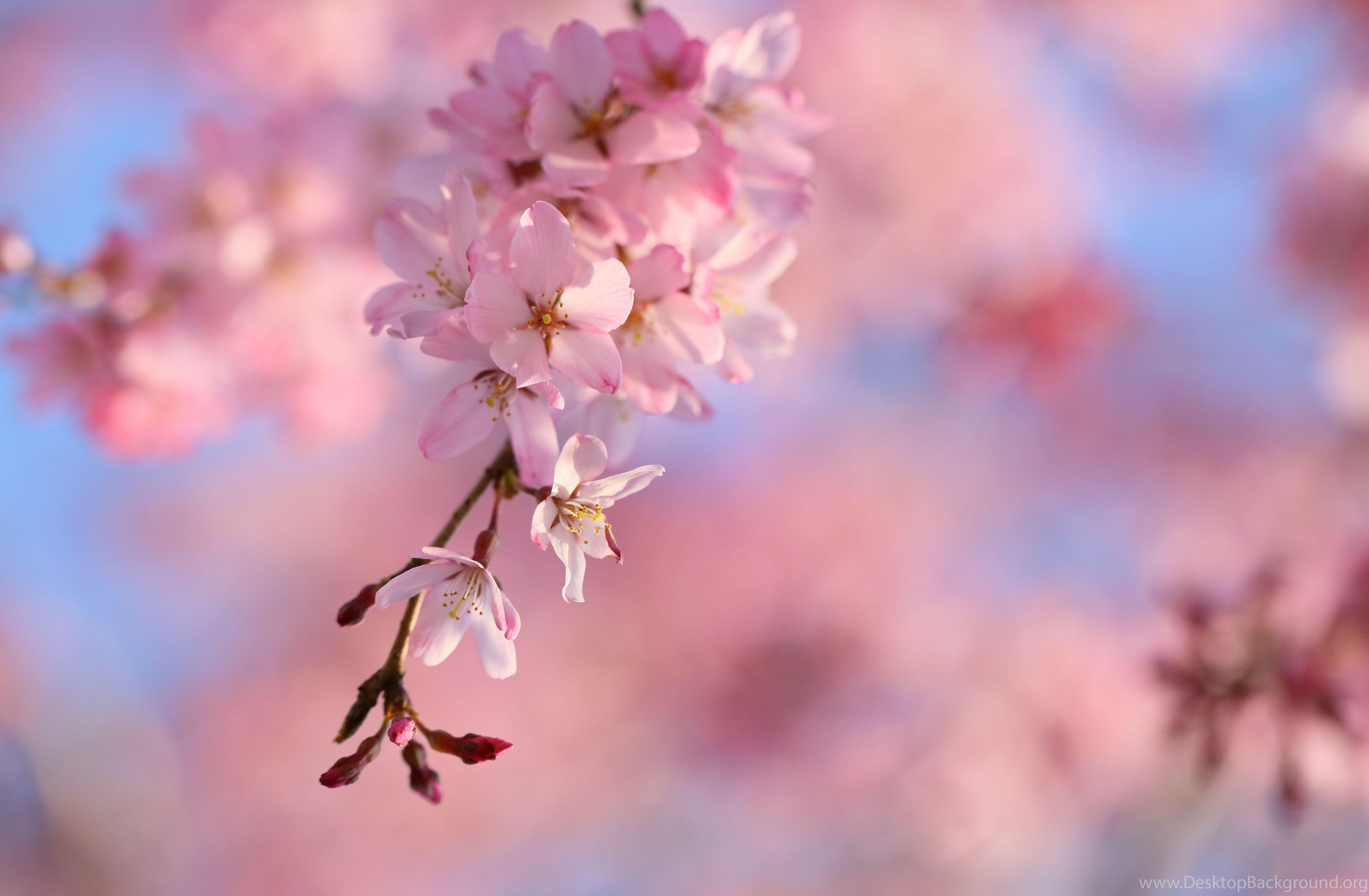 5459x3574 Cherry Blossom Wallpaper Desktop Background