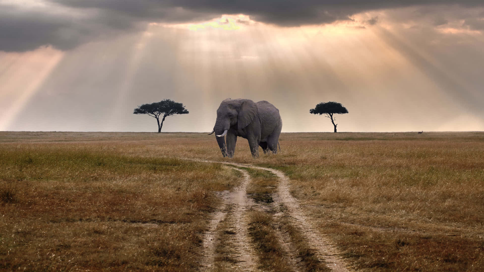 1920x1080 Masai Mara Wallpaper