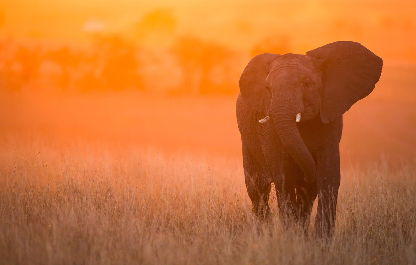 1332x850 Free download Wallpaper sunset elephant Kenya Masai Mara image for desktop [1332x850] for your Desktop, Mobile & Tablet. Explore Maasai Mara Wallpaper