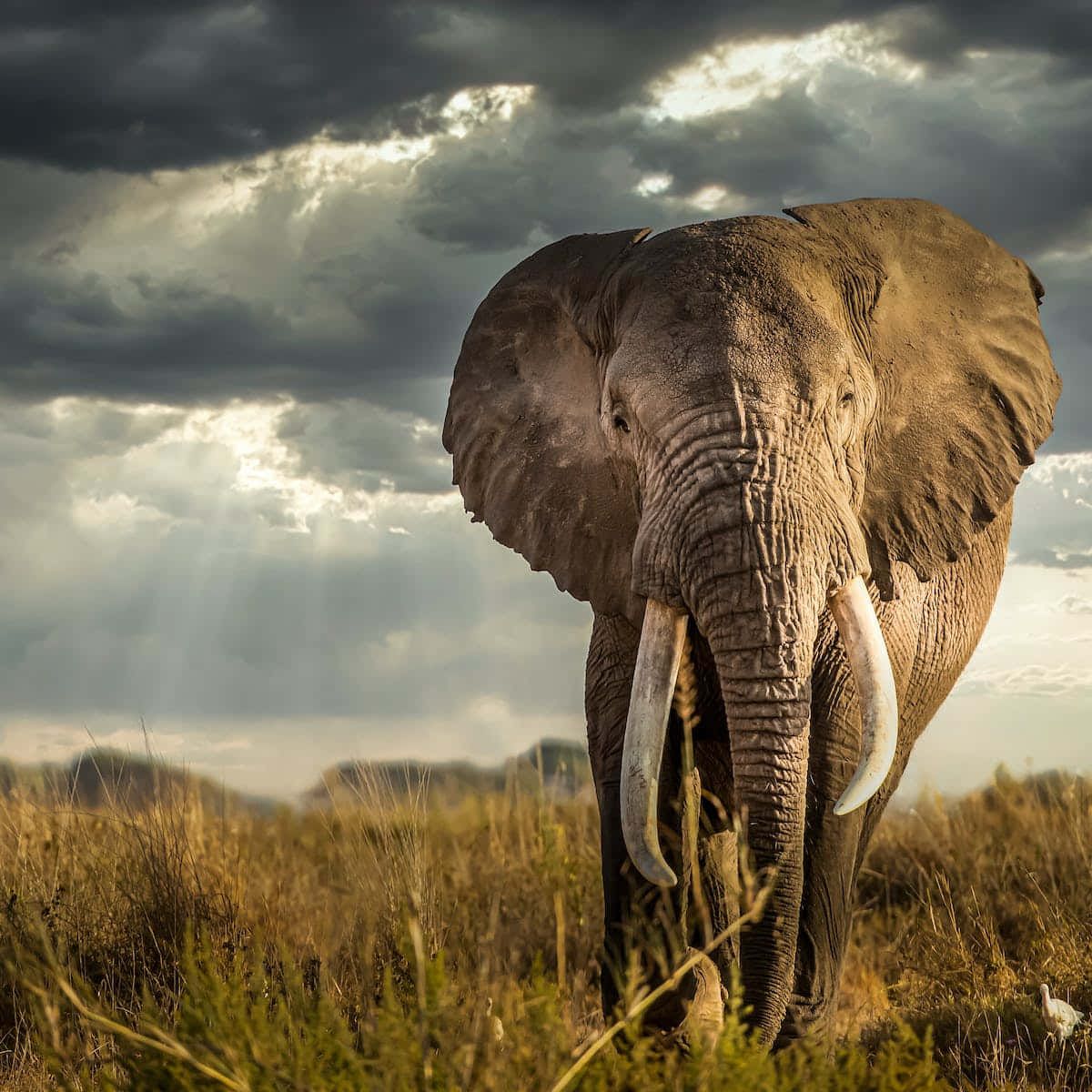1200x1200 Download Masai Mara National Reserve Elephant Wallpaper