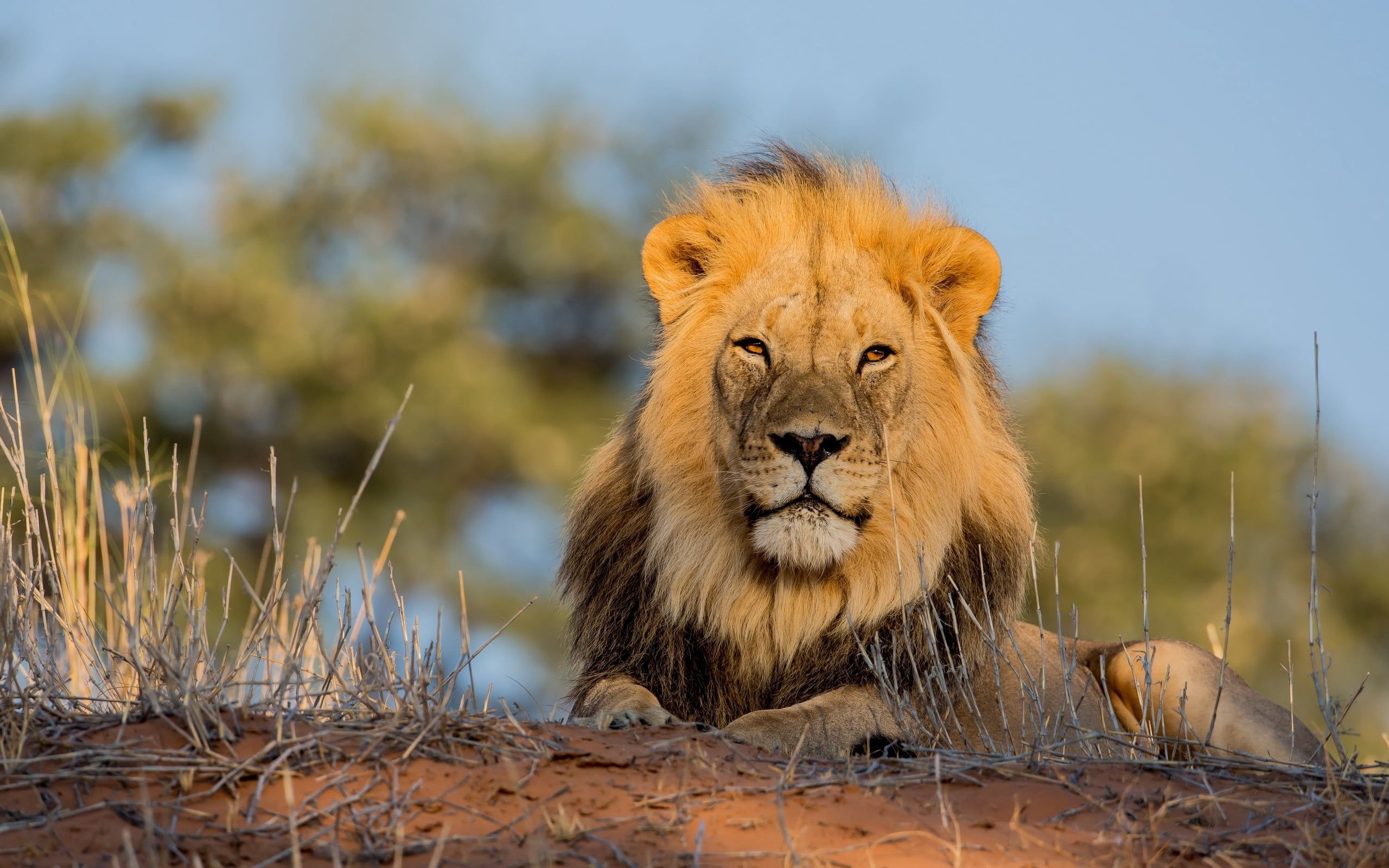 2560x1600 Wallpaper / lioness, masai Mara National Reserve, male Animal, mammal, lion, vertebrate, land, portrait, animal wildlife, large, south Africa, national Park, wildlife Reserve free download