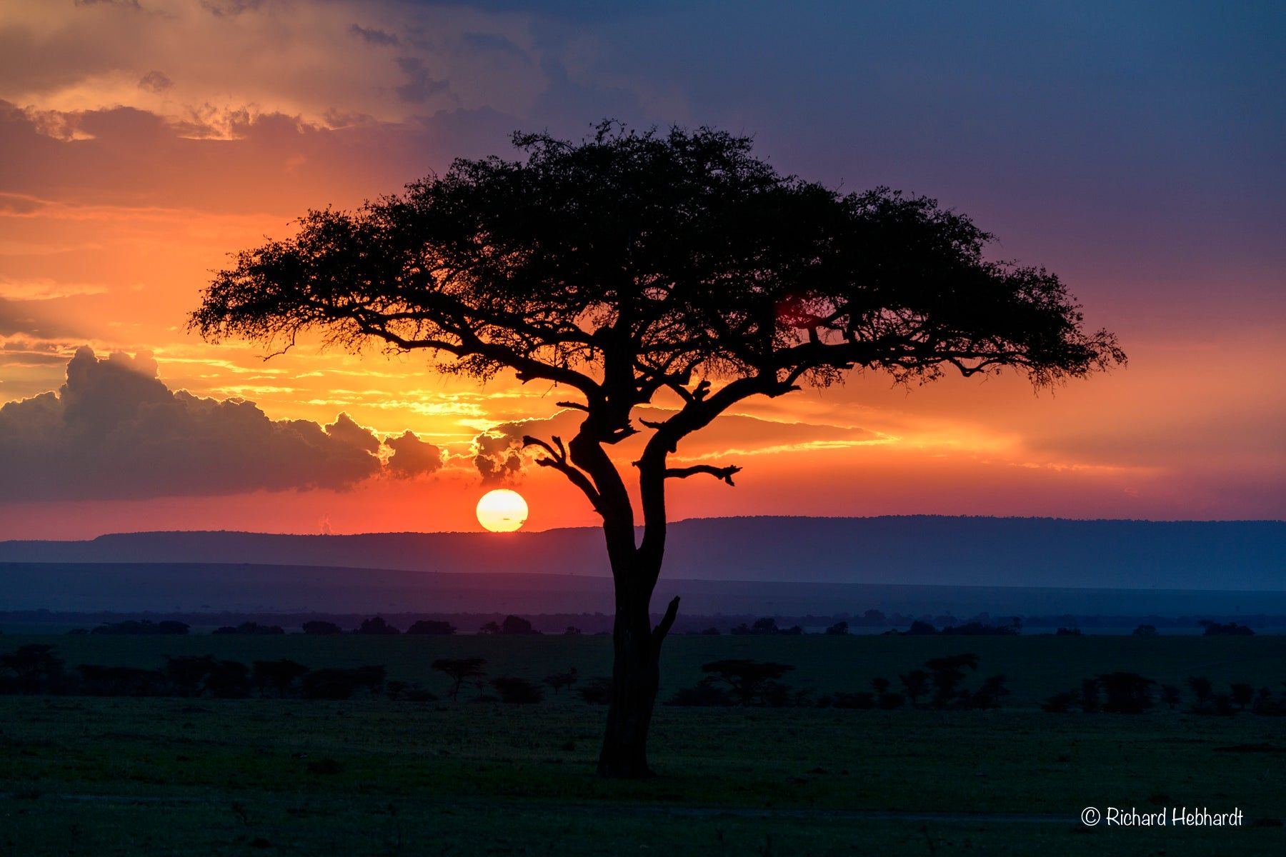 Masai Mara Wallpapers - Top Free Masai Mara Backgrounds - WallpaperAccess