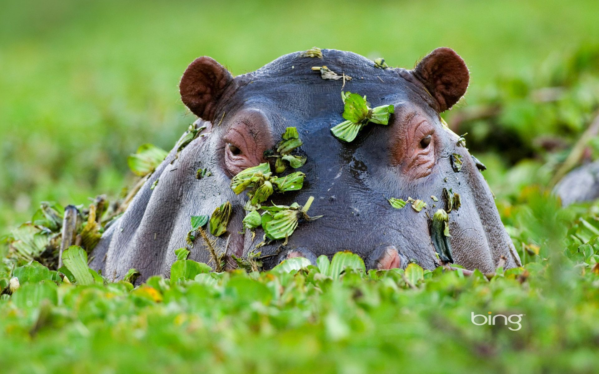 1920x1200 Hippopotamus, Masai Mara National Reserve, Kenya