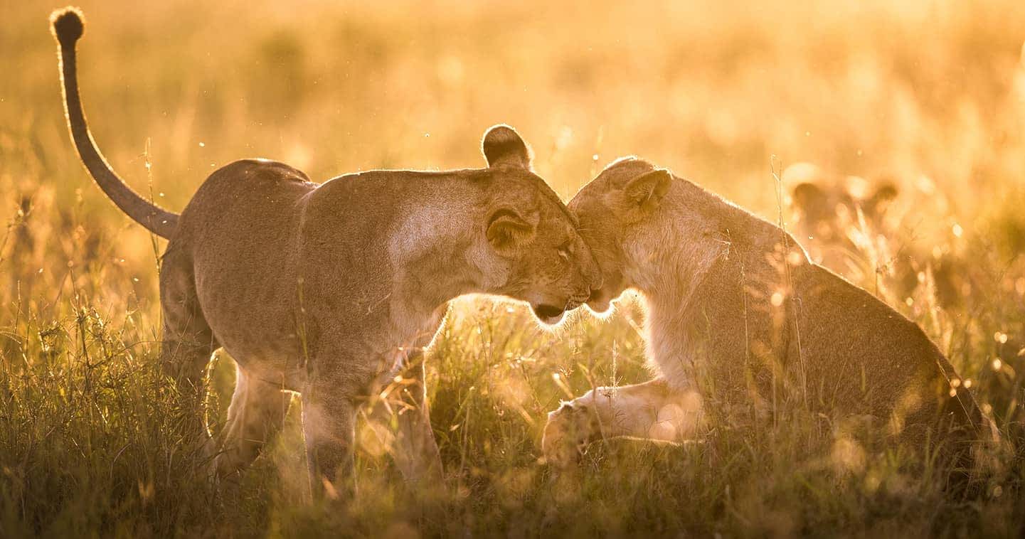 1441x758 Masai Mara National Reserve in Greater Masai Mara