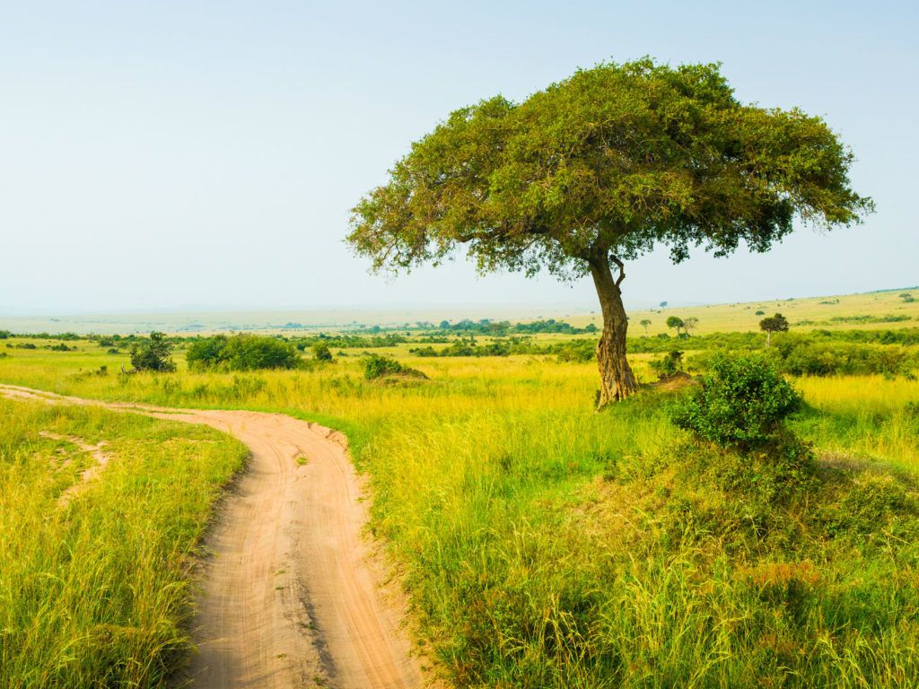 Masai Mara Wallpapers - Top Free Masai Mara Backgrounds - WallpaperAccess