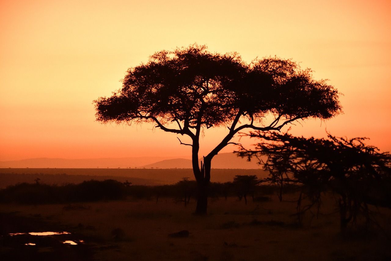 Masai Mara Wallpapers - Top Free Masai Mara Backgrounds - WallpaperAccess