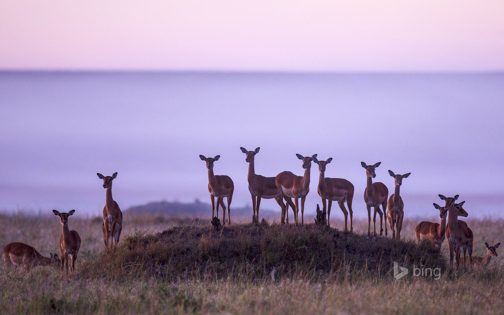 1920x1200 Herd of impalas in Masai Mara National Reserve, Kenya
