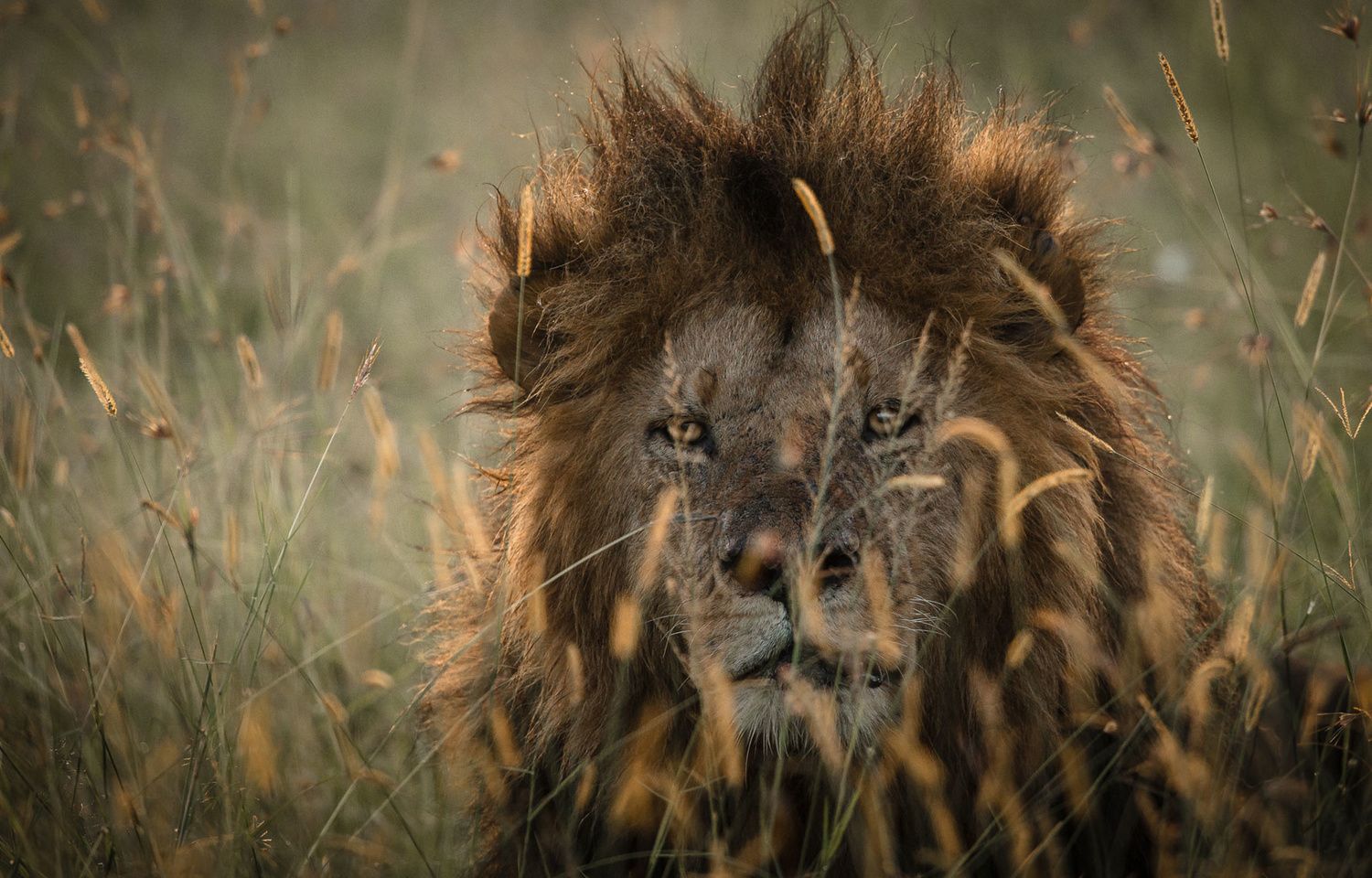 1500x960 Off The Beaten Track Photographs Lions in Masai Mara, Kenya