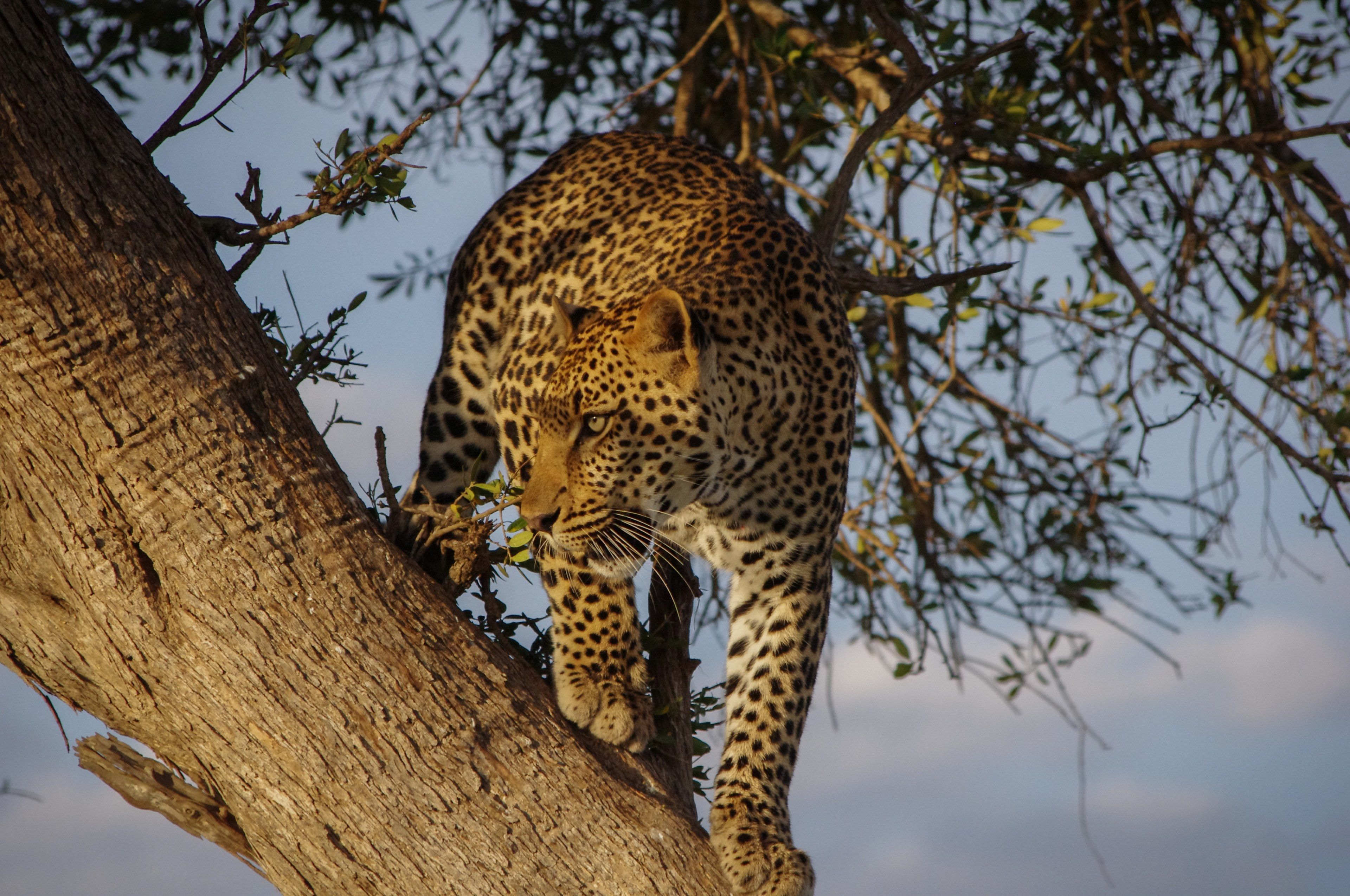 3840x2550 Wallpaper / leopard perched in a tree stalks its prey from above in masai mara game reserve, prowling leopard on a tree 4k wallpaper free download