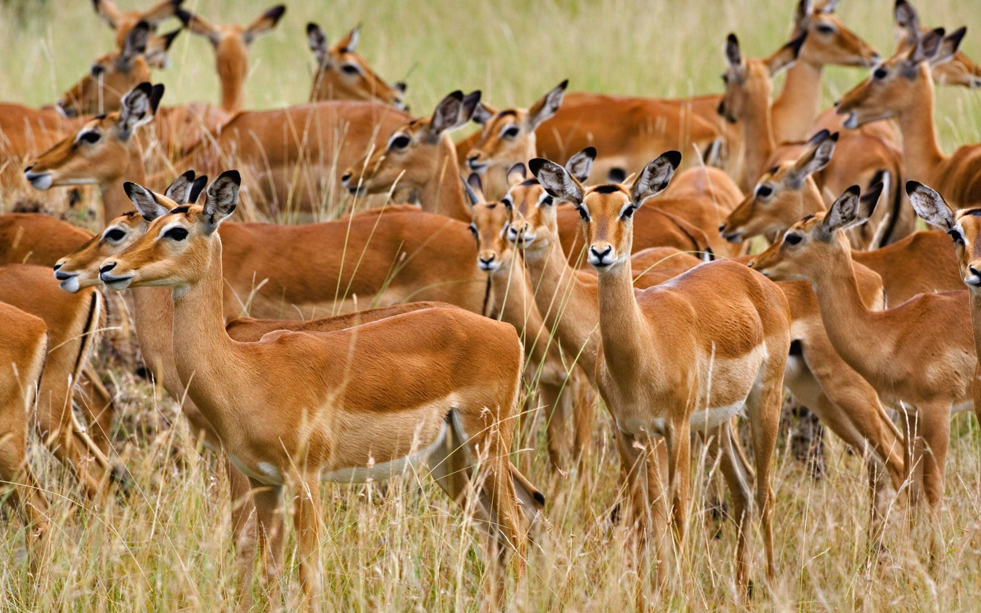 1920x1200 Wallpaper 4k Herd of Female Impala Masai Mara Kenya Wallpaper