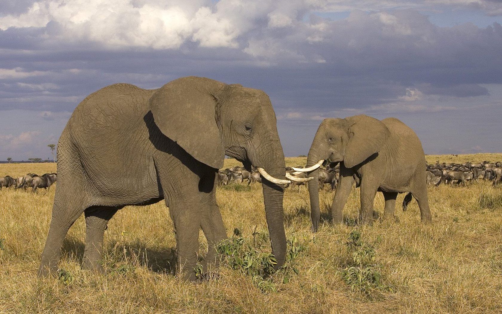 1680x1050 Masai Mara elephant wallpaper