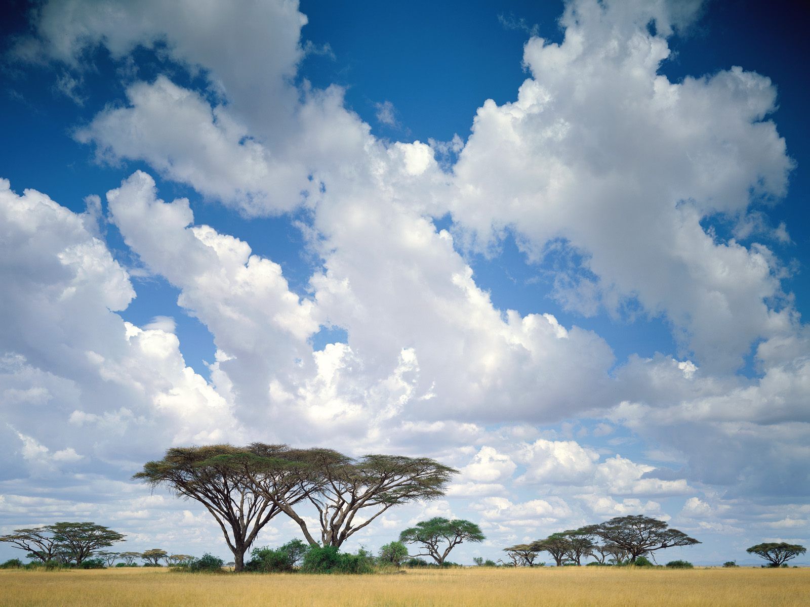 1600x1200 Masai Mara / Kenya / Africa Desktop wallpaper 1366x768
