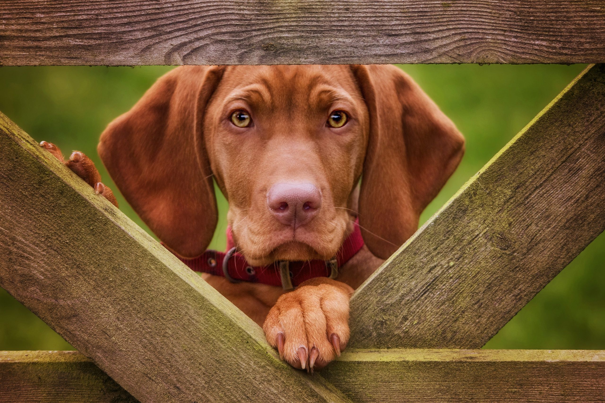 2560x1707 Hungarian Vizsla