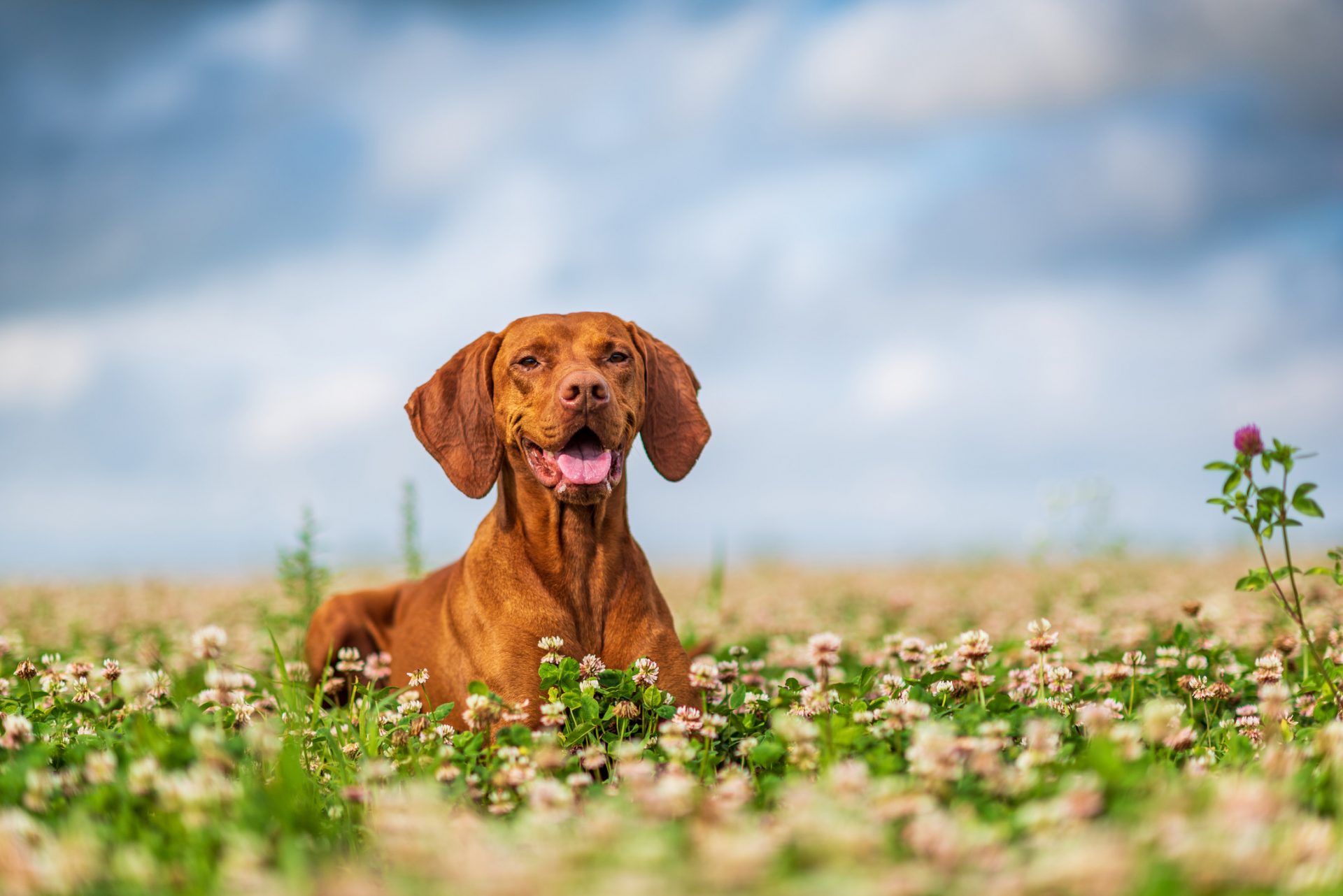 Vizsla Wallpapers - Top Free Vizsla Backgrounds - WallpaperAccess