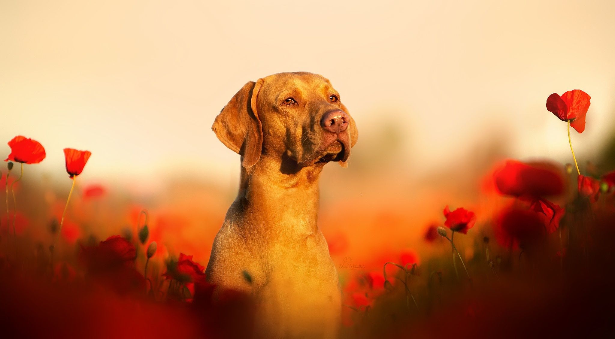 Vizsla Wallpapers - Top Free Vizsla Backgrounds - WallpaperAccess