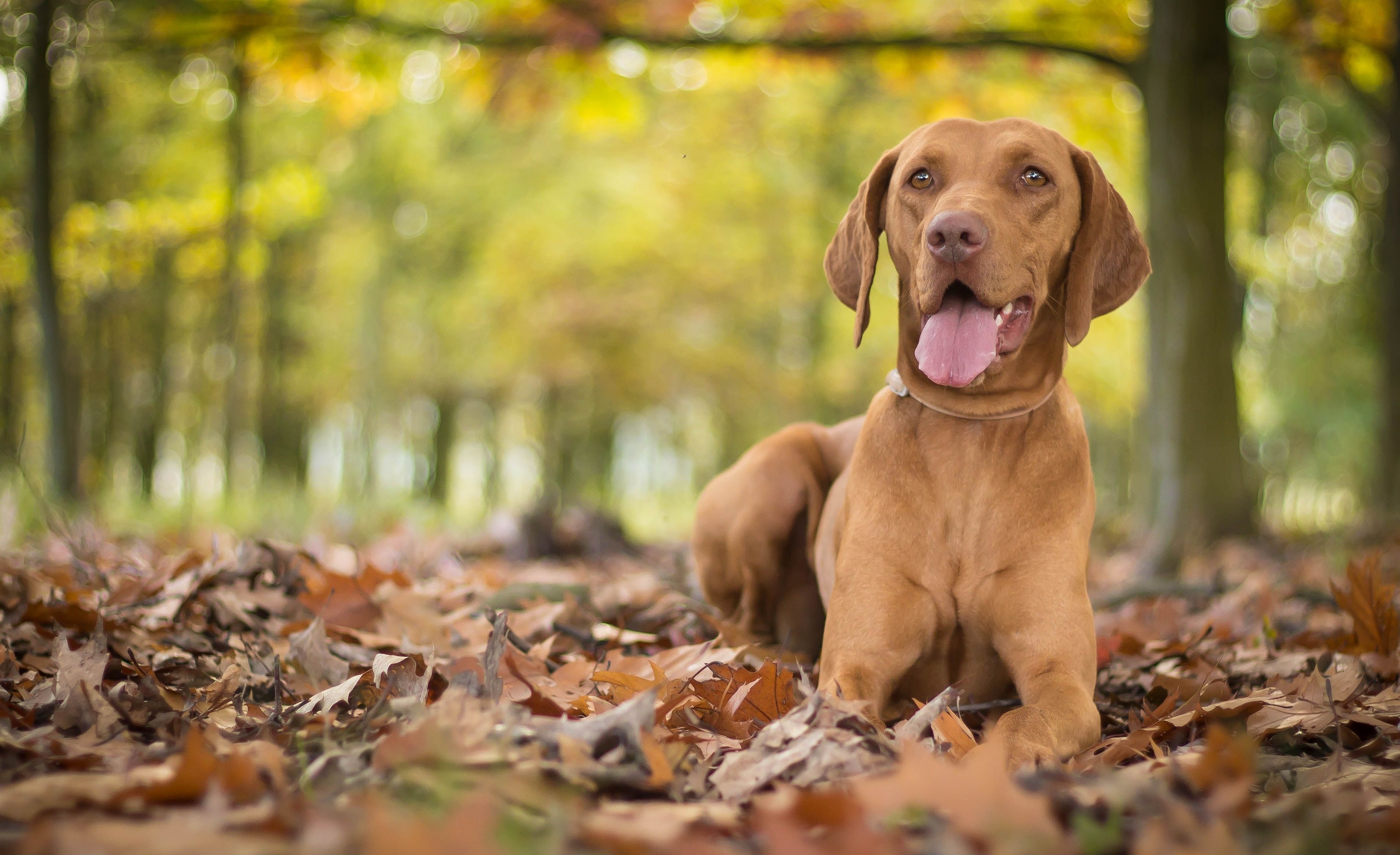 3805x2325 Download Hungarian Vizsla wallpaper for mobile phone, free Hungarian Vizsla HD picture