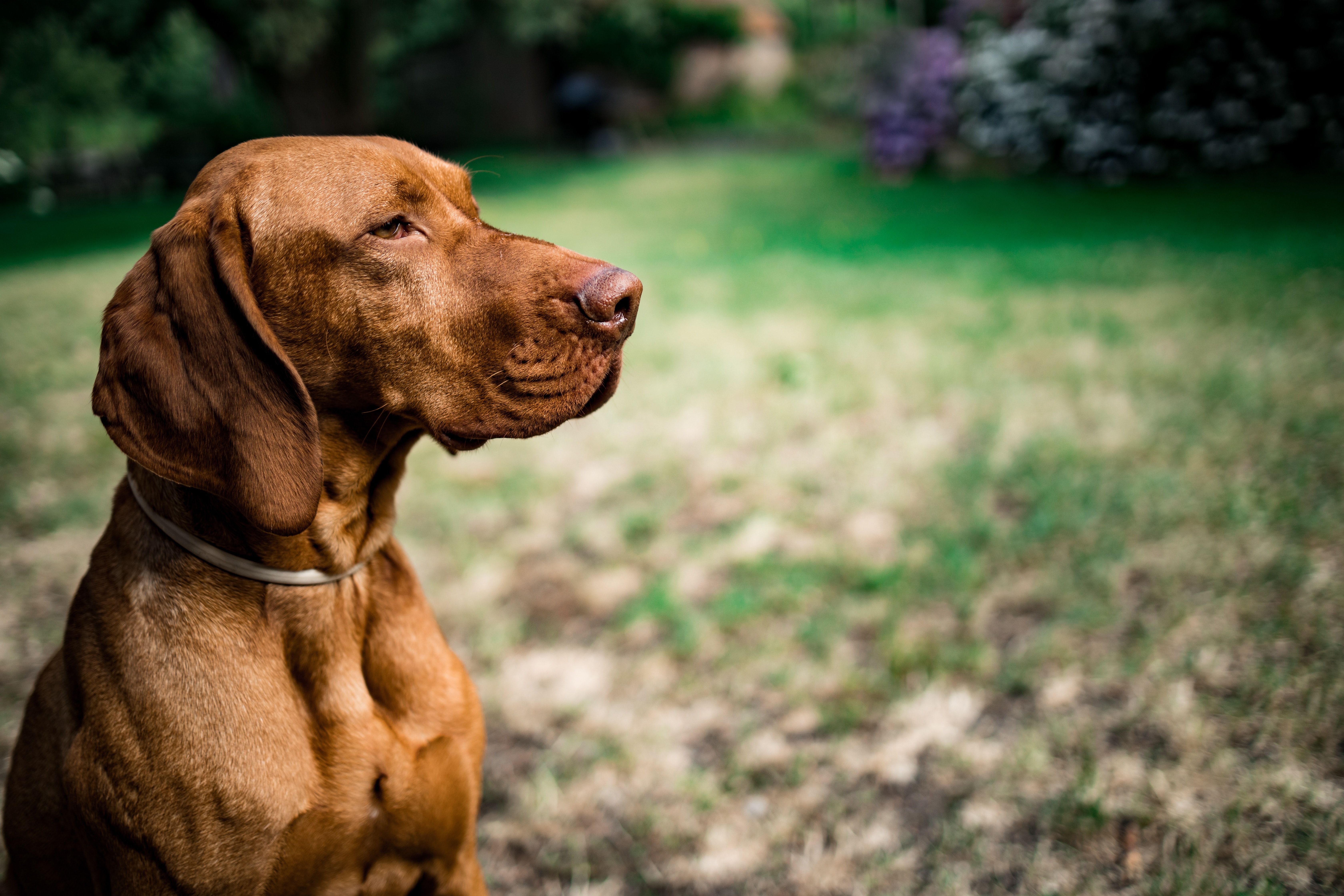 6720x4480 Vizsla Photo, Download The BEST Free Vizsla & HD Image
