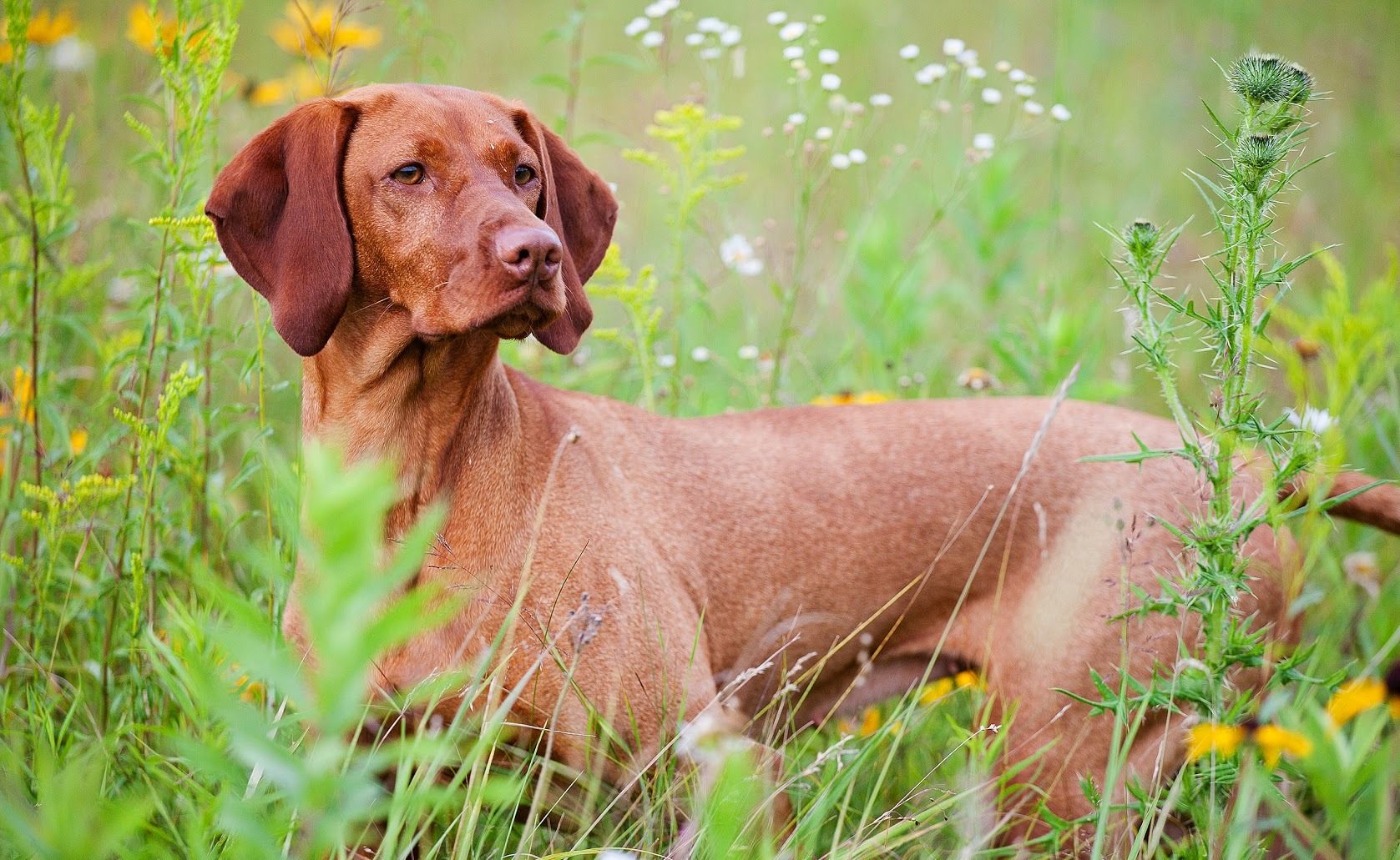 1677x1031 Vizsla dog photo and wallpaper. Beautiful Vizsla dog picture