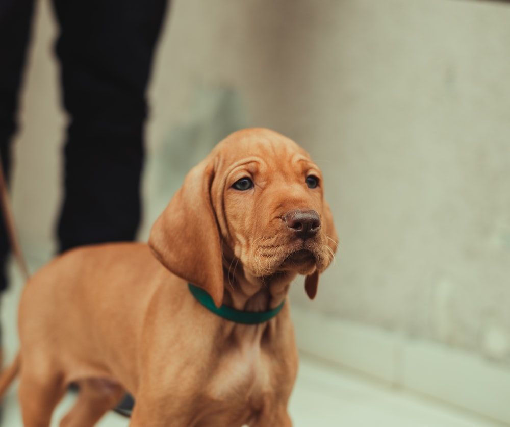 Vizsla Wallpapers - Top Free Vizsla Backgrounds - WallpaperAccess