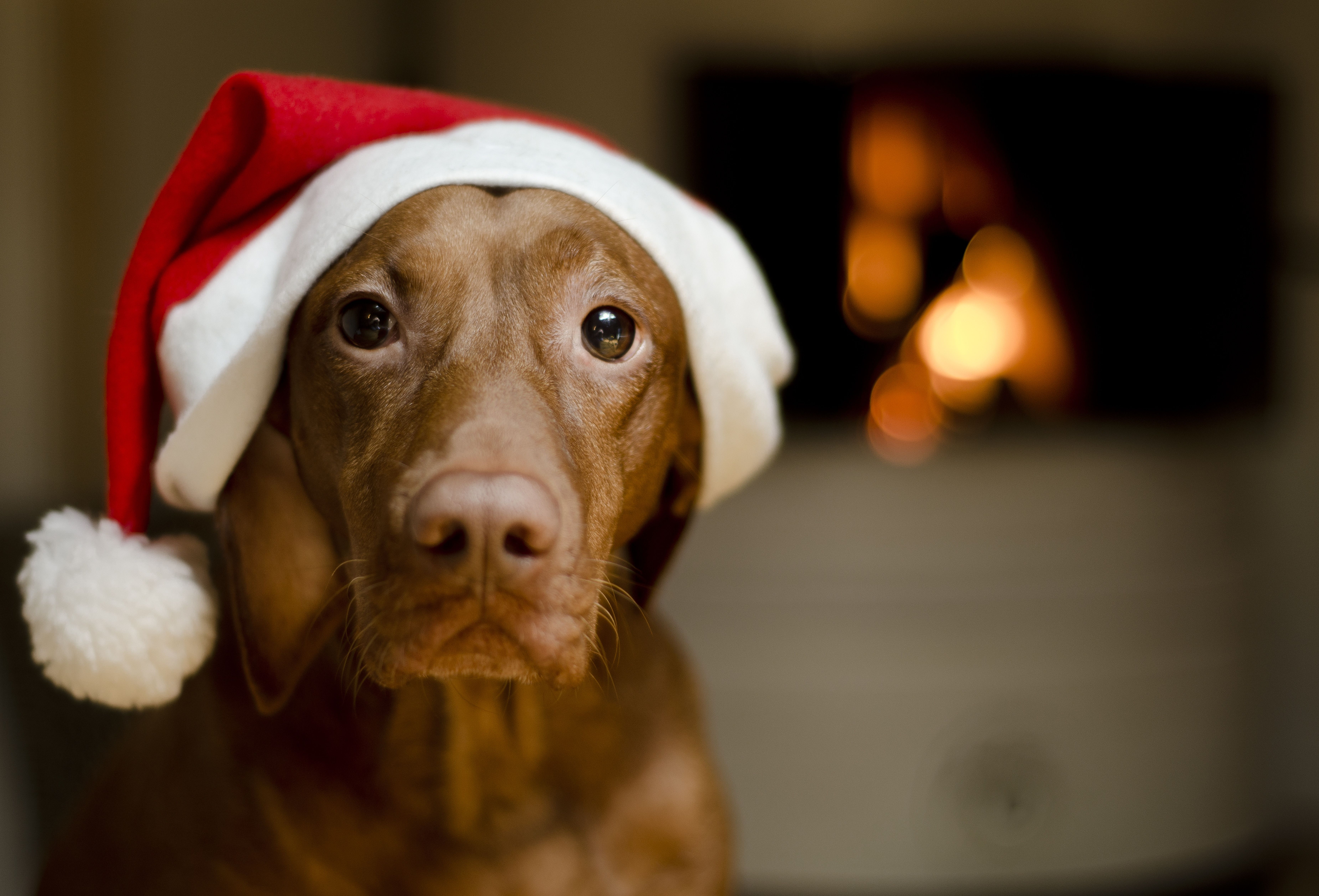 7402x5028 Vizsla HD Wallpaper and Background