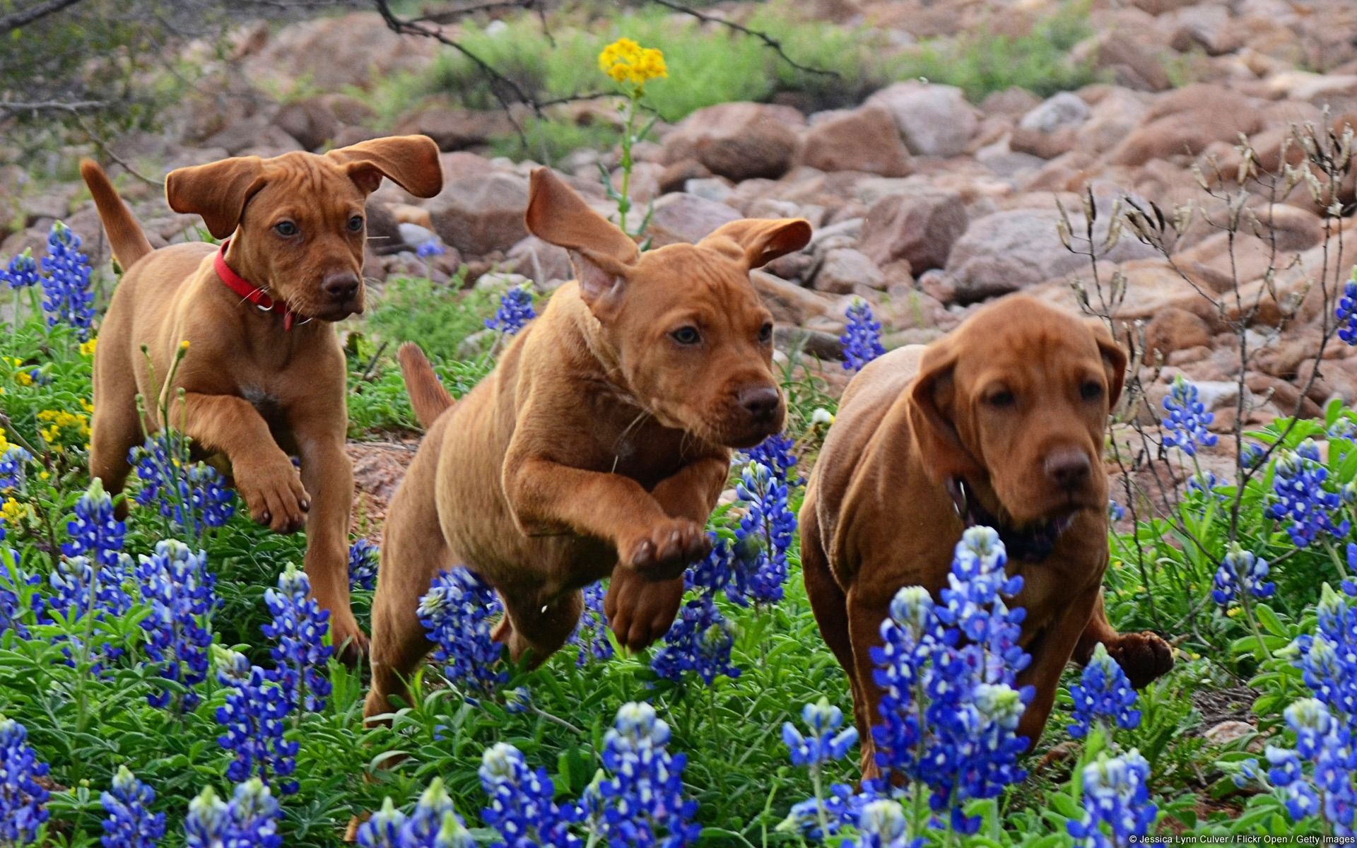 1920x1200 Hungarian Vizsla Puppies Windows 10 HD Wallpaper