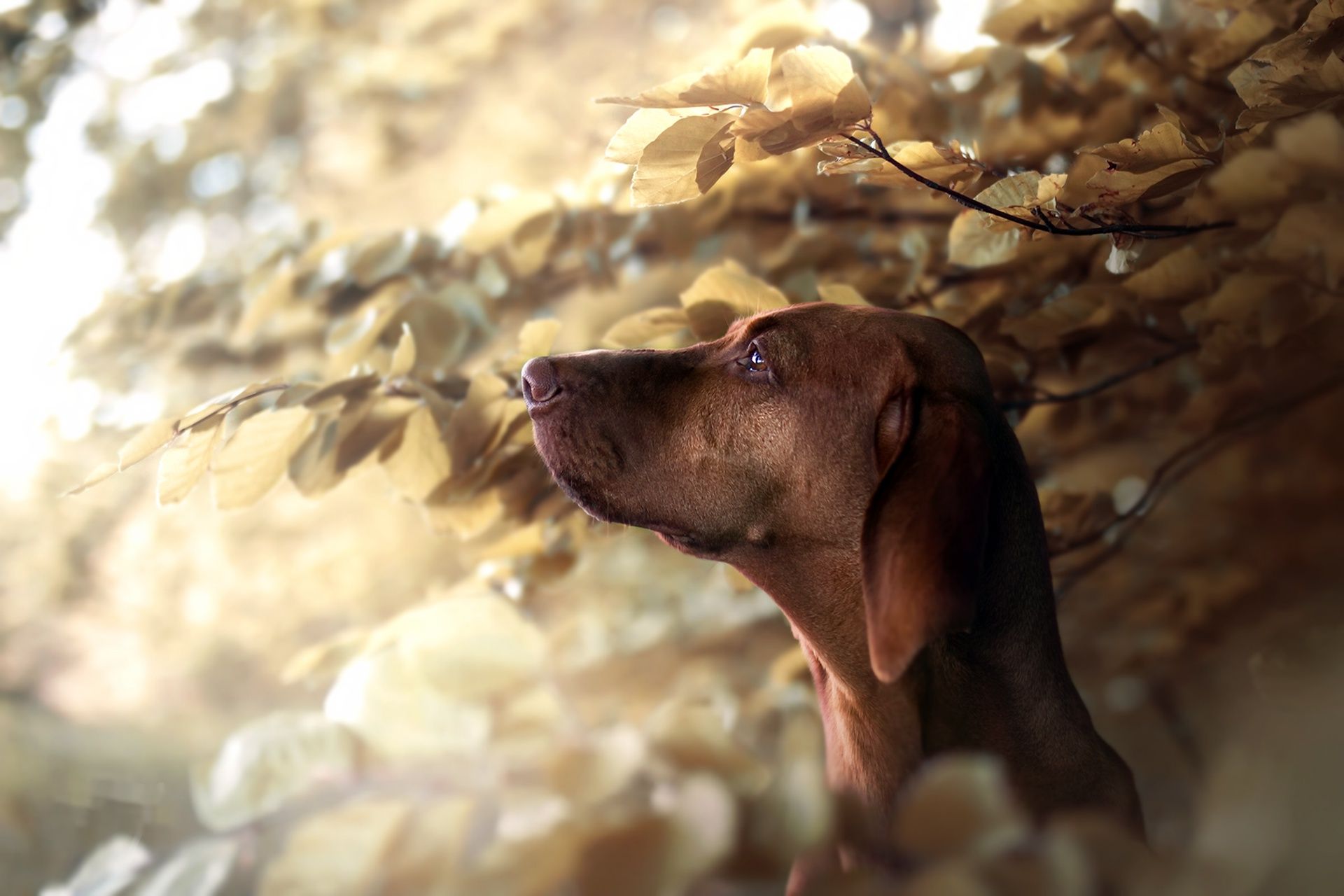 1920x1280 Wallpaper Snout, Weimaraner, Vizsla, Dog Breed, Hunting Dog, Background Free Image