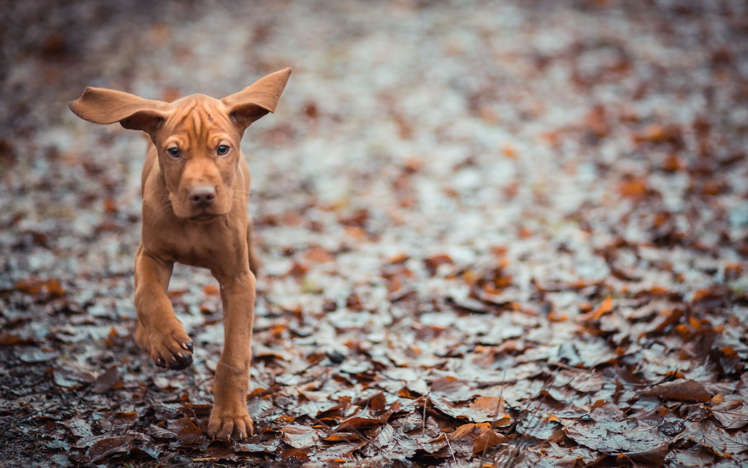 Vizsla Wallpapers - Top Free Vizsla Backgrounds - WallpaperAccess