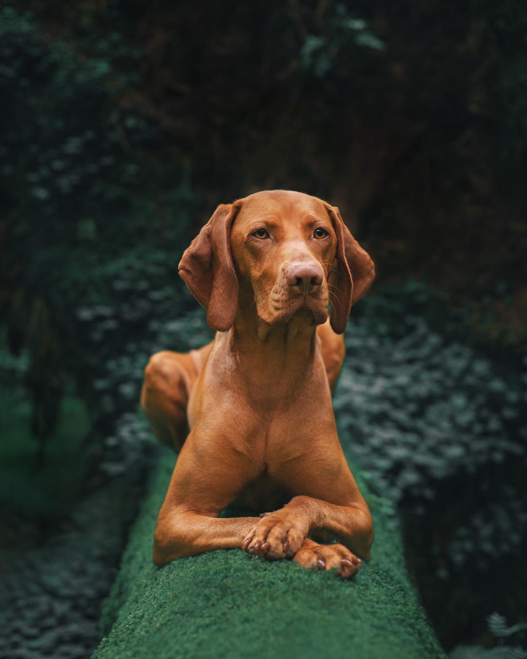 Vizsla Wallpapers Pictures Breed