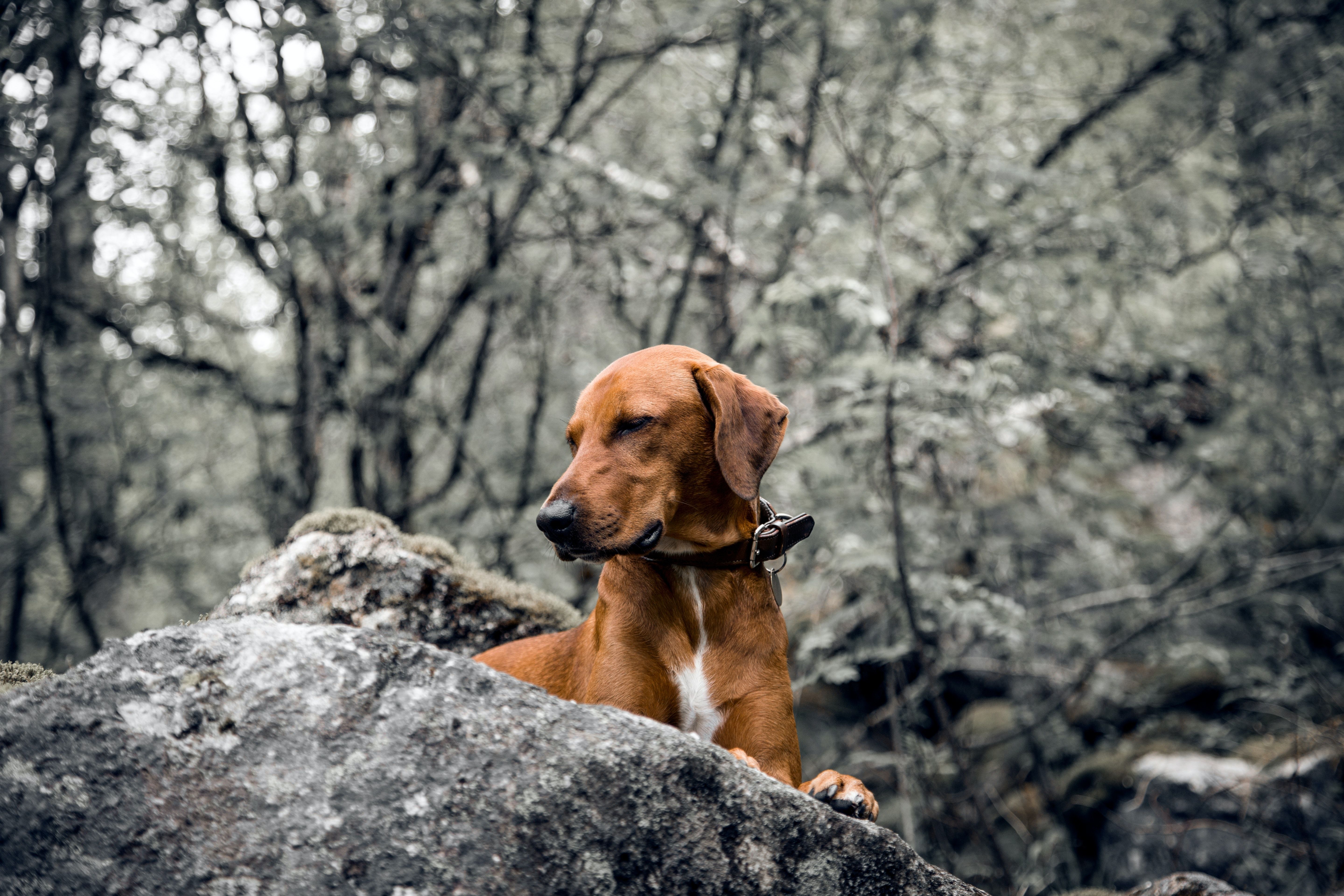 5760x3840 Vizsla Photo, Download The BEST Free Vizsla & HD Image