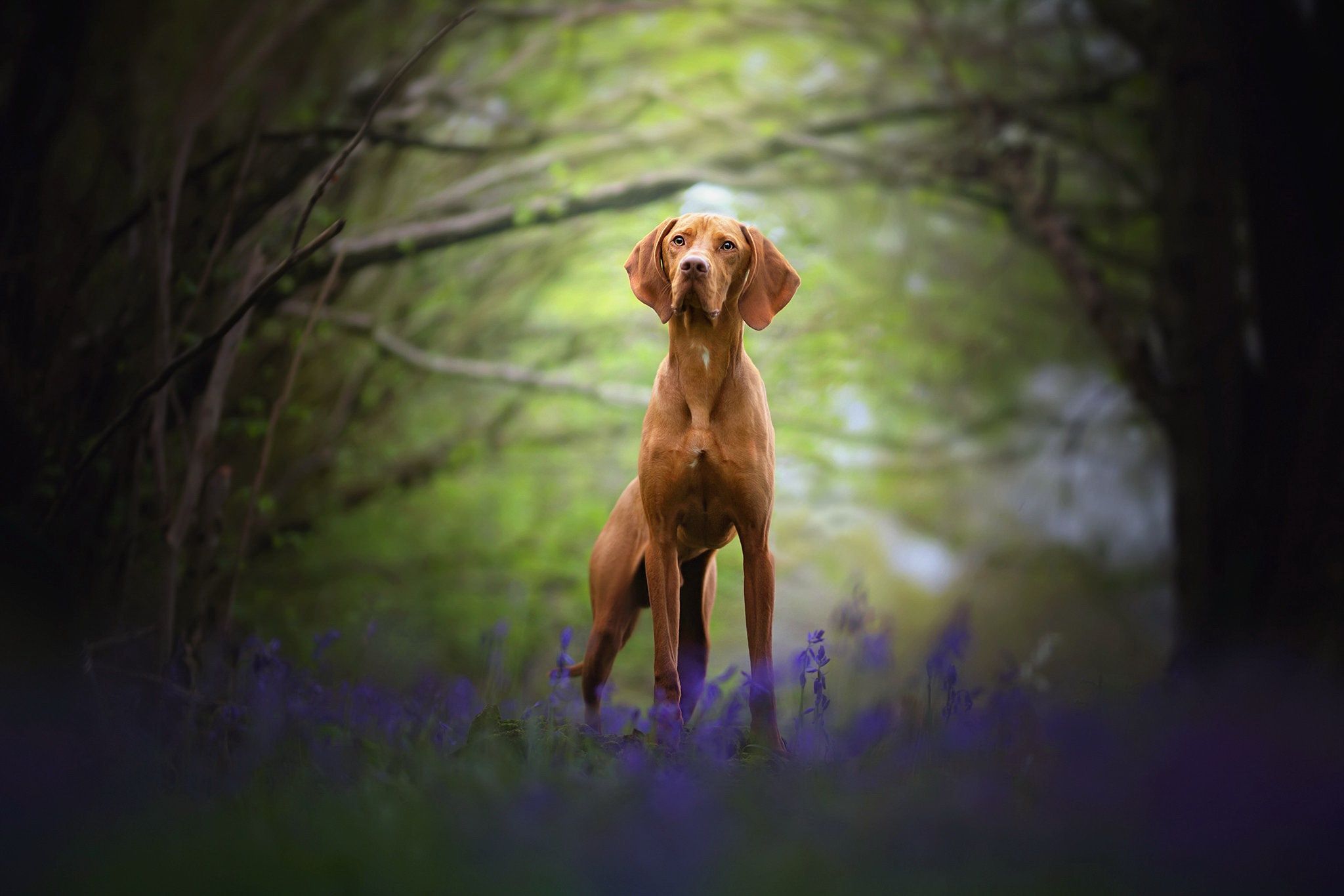 Vizsla Wallpapers - Top Free Vizsla Backgrounds - WallpaperAccess