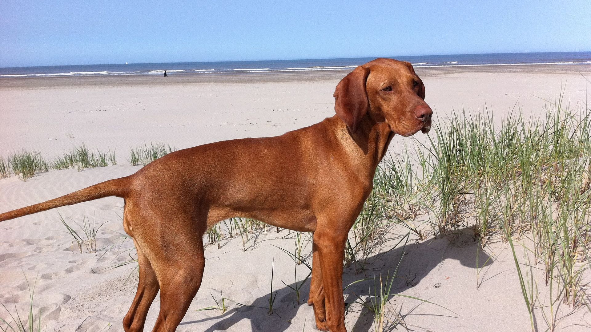 1920x1080 Desktop Wallpaper Great Dane Dog At Vizsla Beach, Dog, HD Image, Picture, Background, Vpi 8u