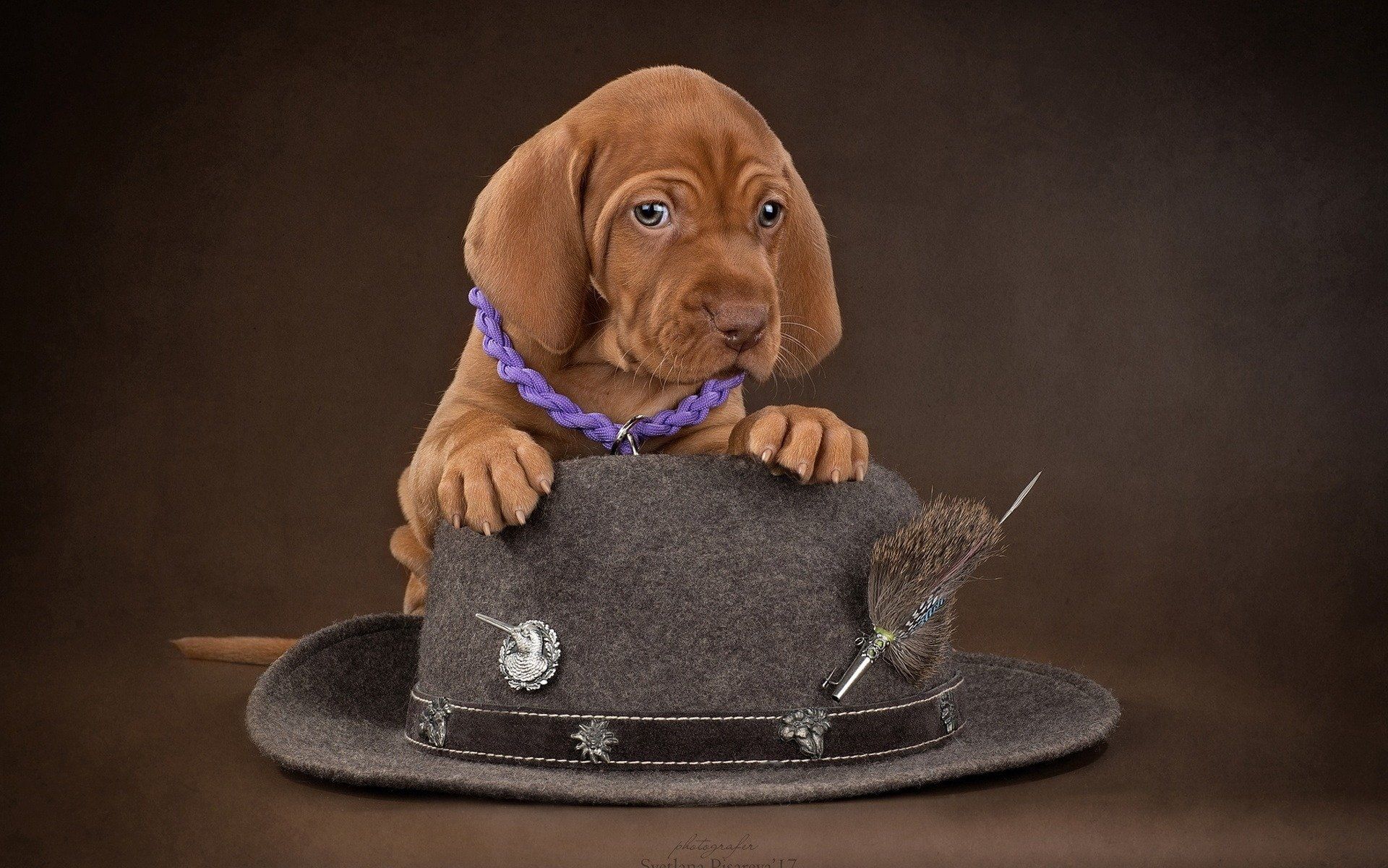 1920x1200 Wallpaper / 1080P, Vizsla, Dog, Hat, Puppy, Dogs free download