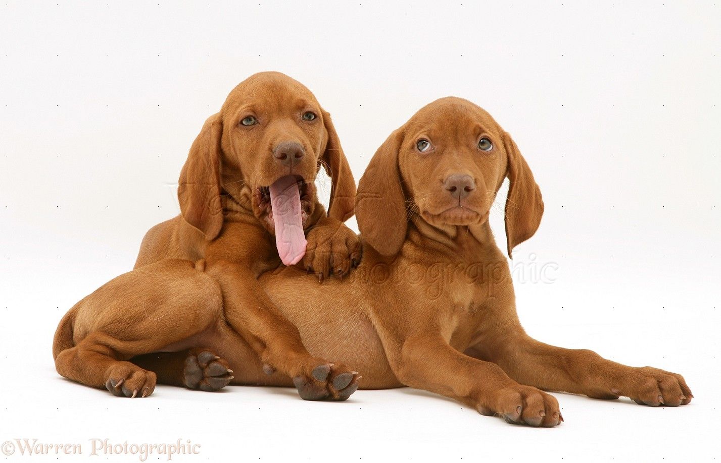 1427x918 Dogs: Hungarian Vizsla puppies photo WP13963