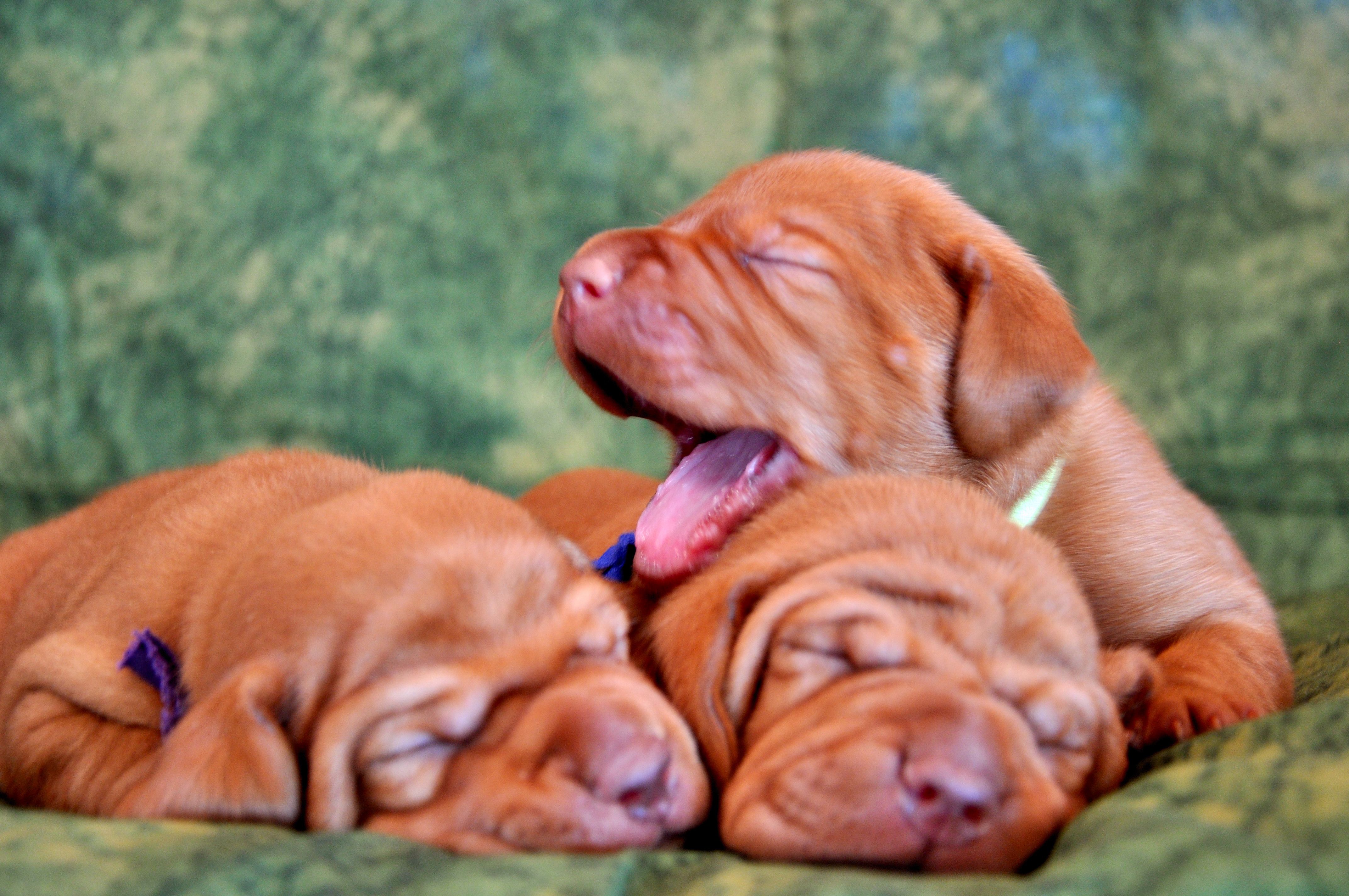 Vizsla Wallpapers - Top Free Vizsla Backgrounds - WallpaperAccess