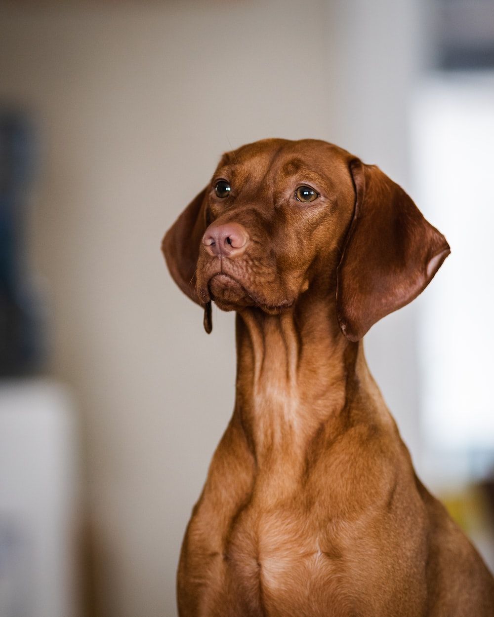 1000x1250 Vizsla Picture. Download Free Image