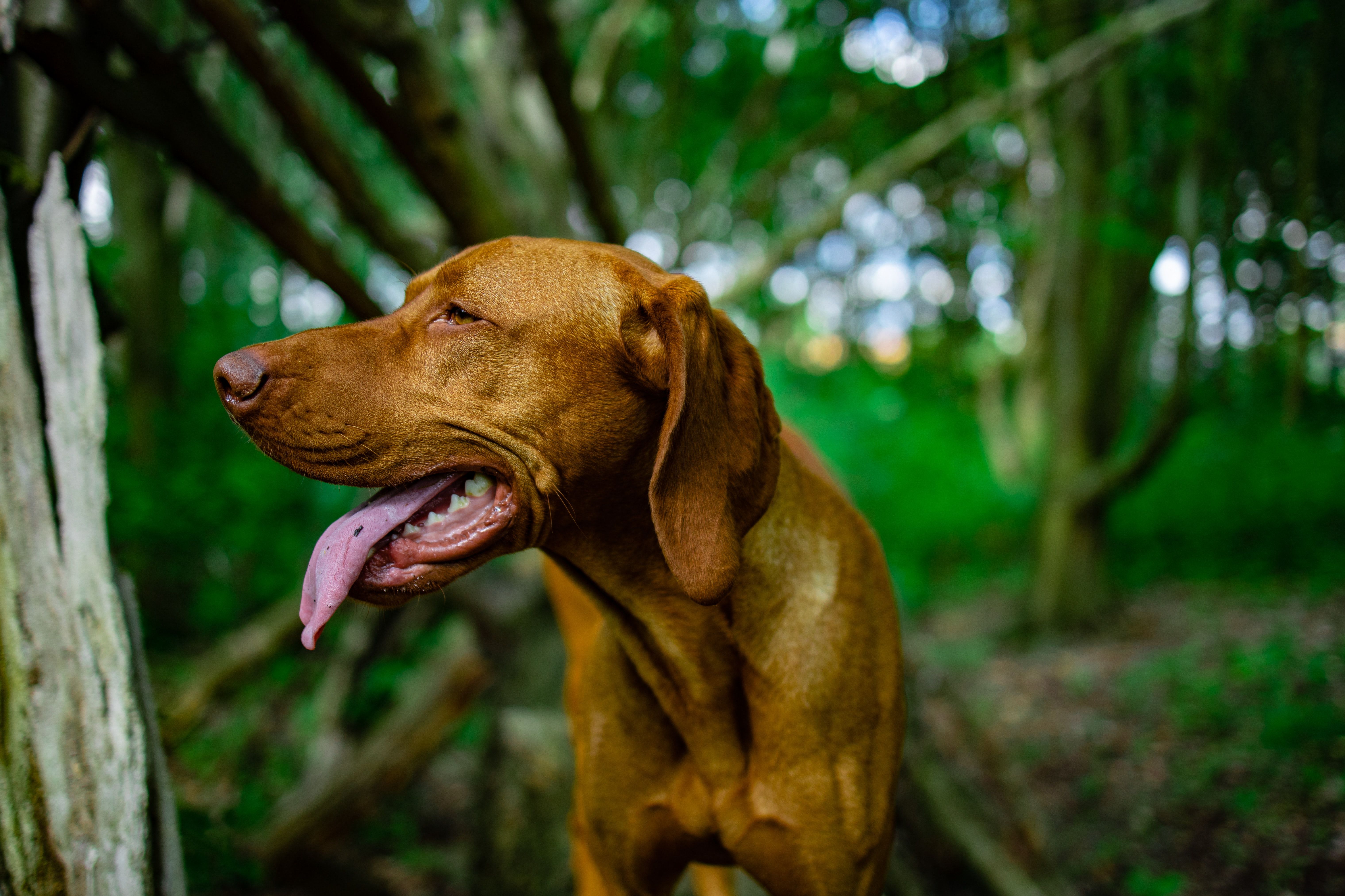 6079x4053 Vizsla Photo, Download The BEST Free Vizsla & HD Image