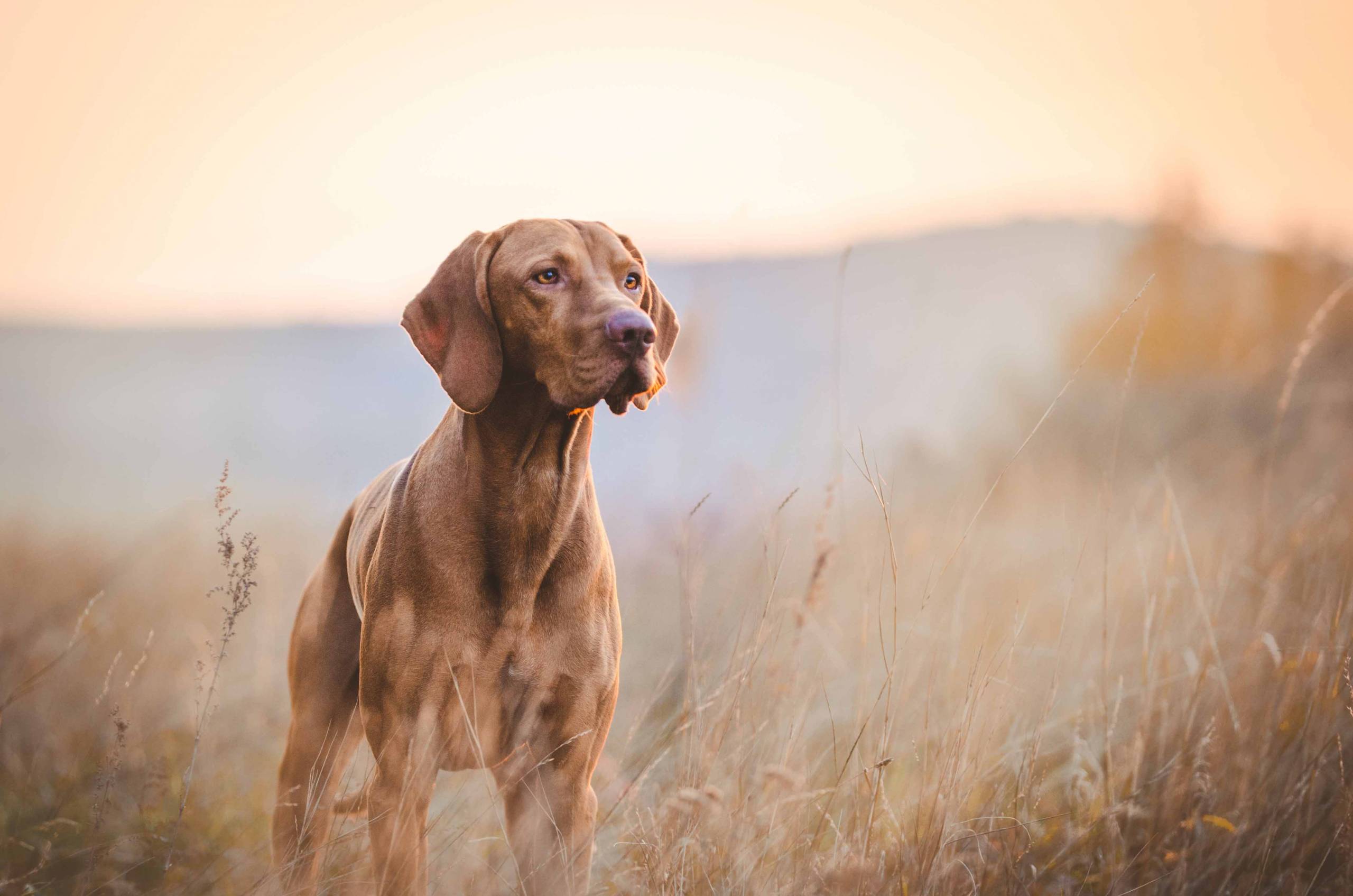 2560x1695 Hunting Dog Profile: The Graceful, Genial Smooth Coated Hungarian Vizsla