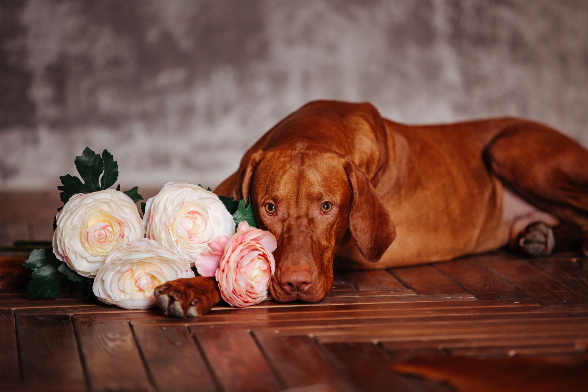1920x1280 Hungarian Vizsla