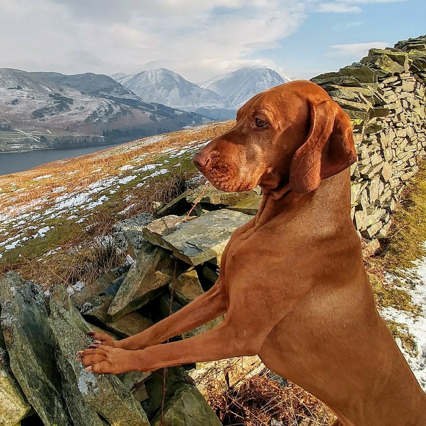 Vizsla Wallpapers - Top Free Vizsla Backgrounds - WallpaperAccess