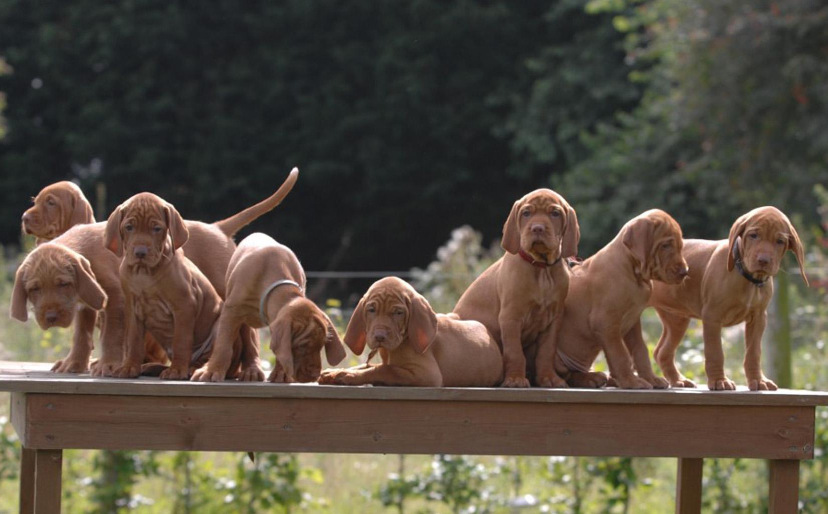 1652x1026 Lovely Wirehaired Vizsla dogs photo and wallpaper. Beautiful Lovely Wirehaired Vizsla dogs picture