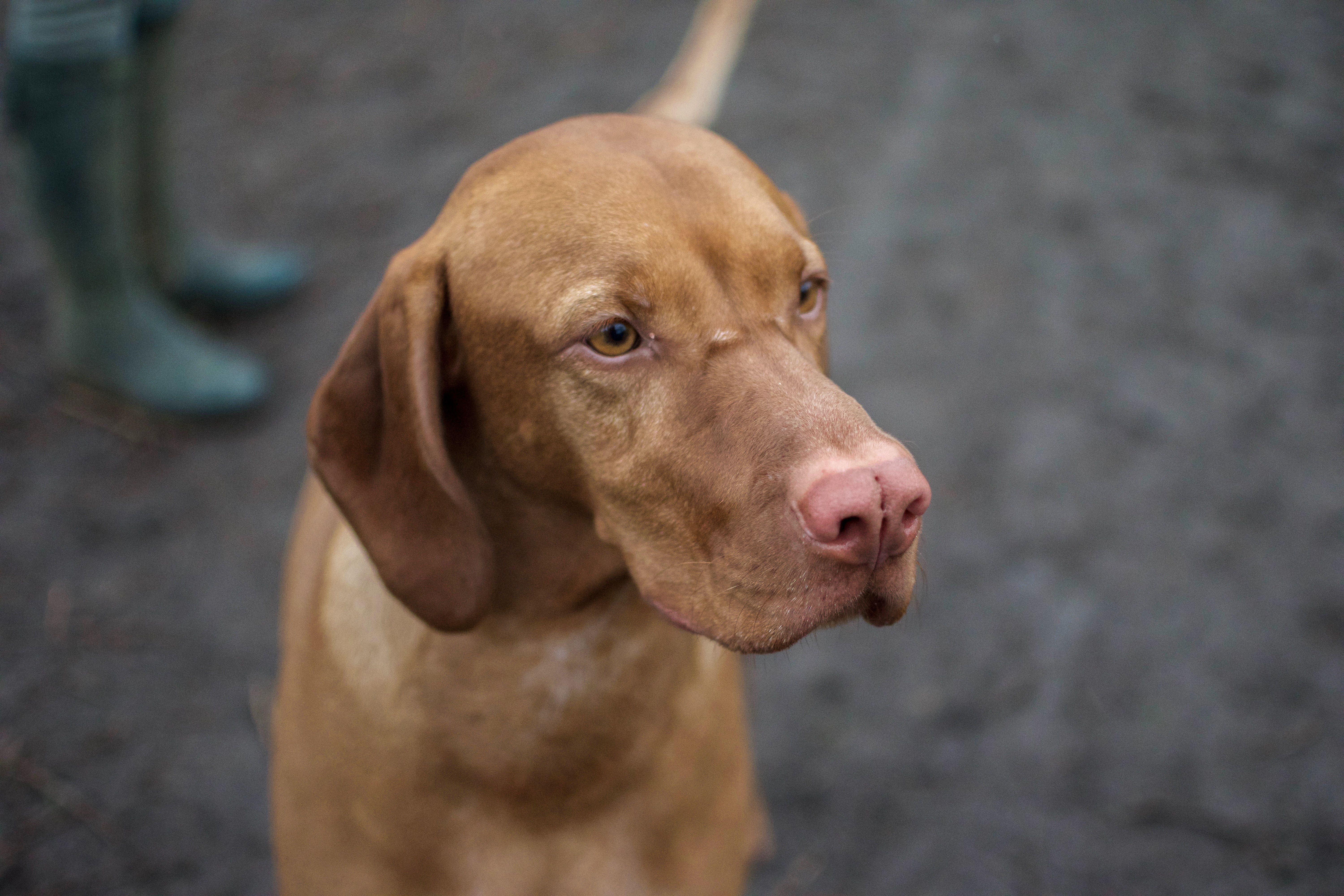 6000x4000 Download Vizsla wallpaper for mobile phone, free Vizsla HD picture