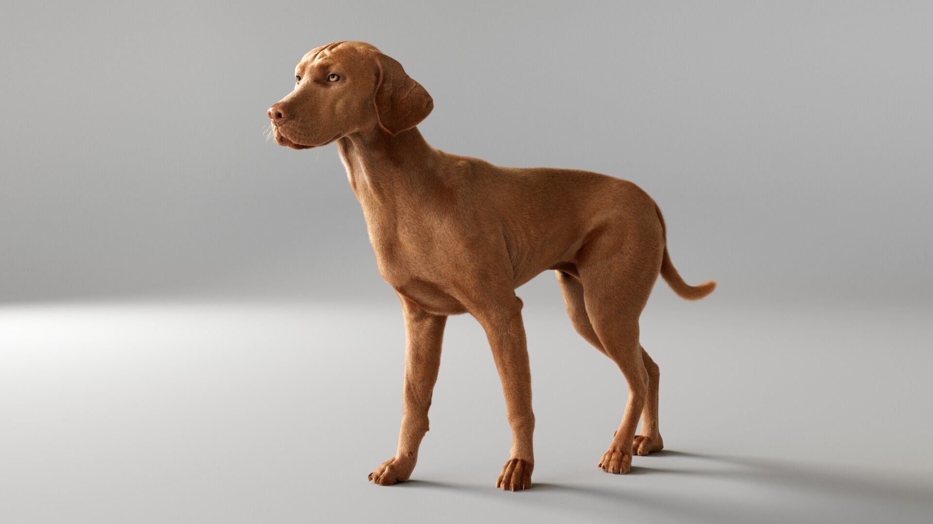 1920x1080 Vizsla Dog + Making of