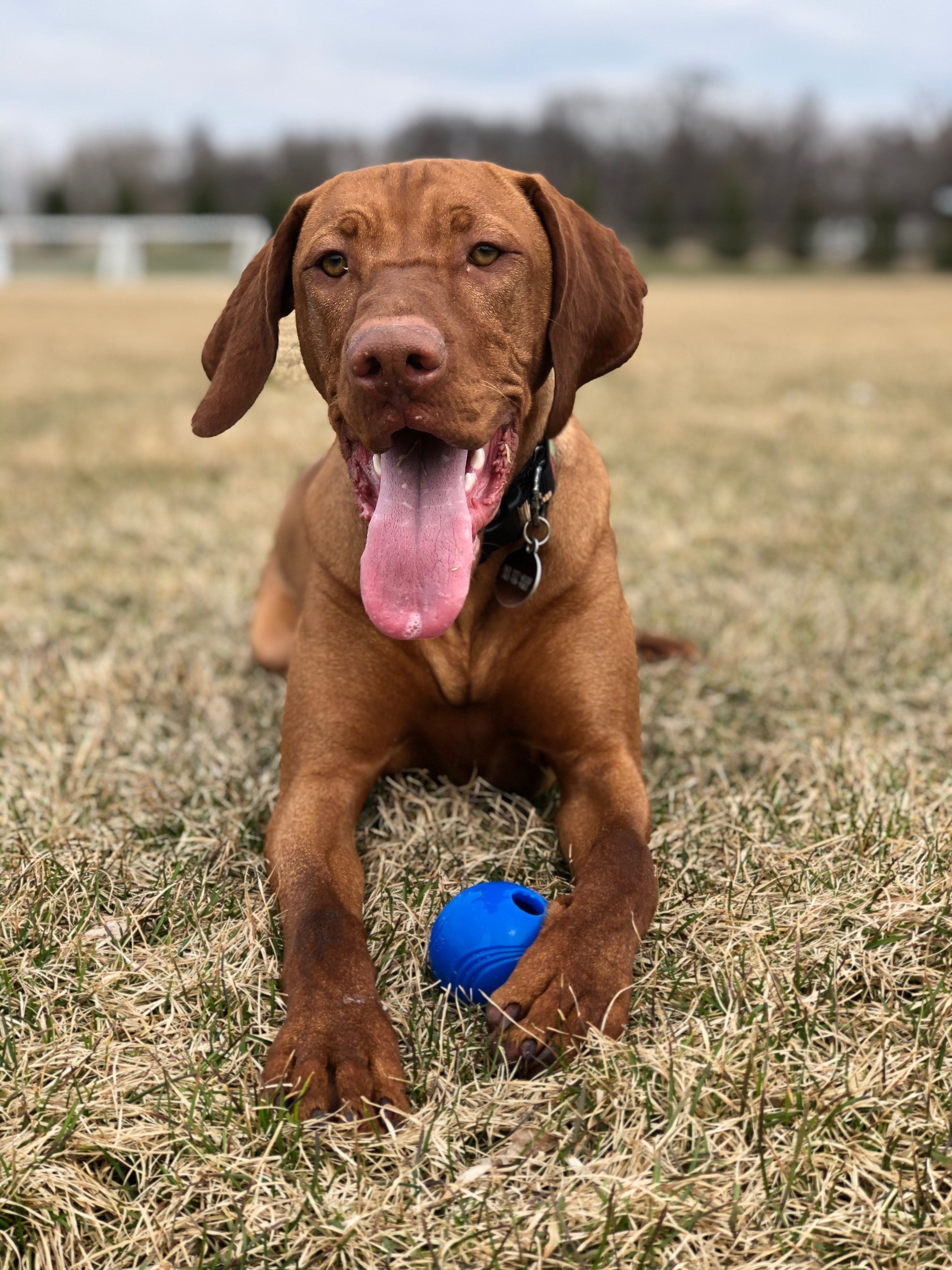 Vizsla Wallpapers - Top Free Vizsla Backgrounds - WallpaperAccess