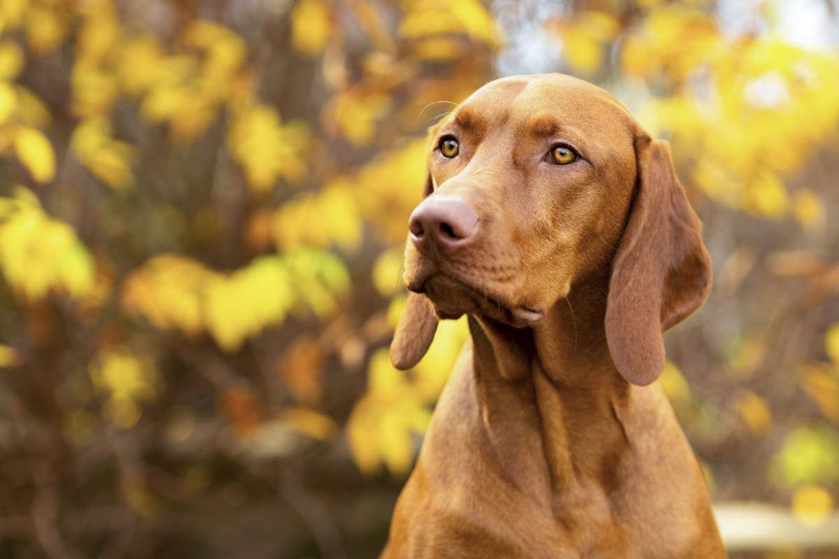 1200x800 Vizsla To Follow On Instagram!