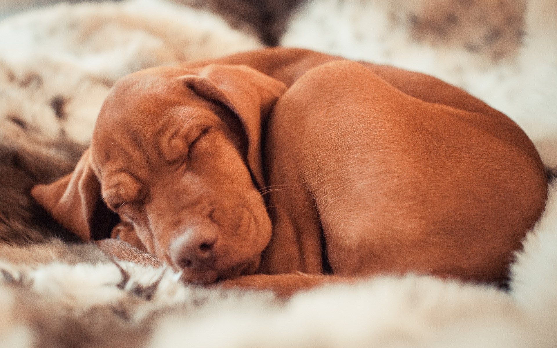 1920x1200 windows wallpaper dog. Vizsla dogs, Sleeping dogs, Vizsla