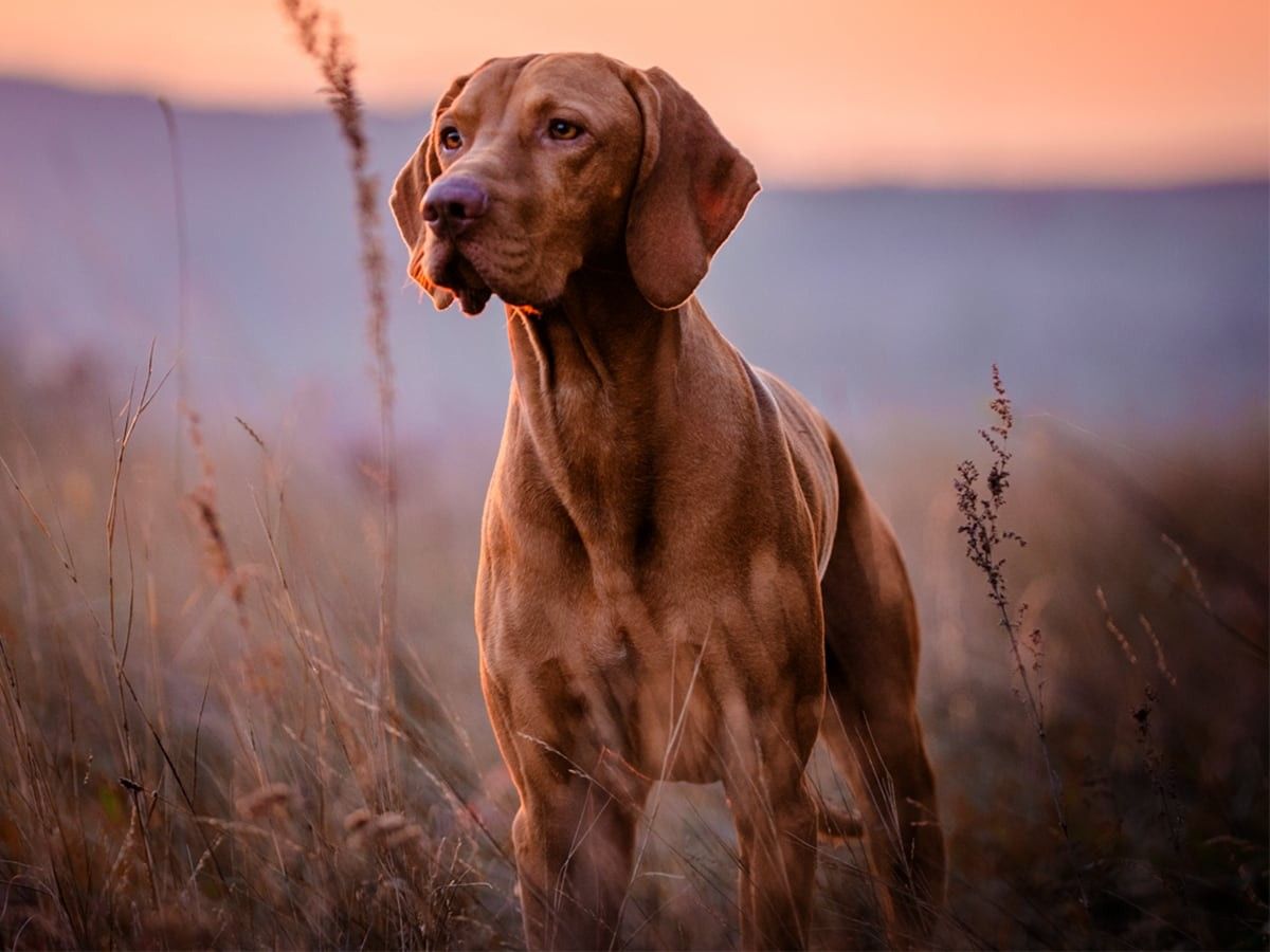 1200x900 Vizsla Breed Guide