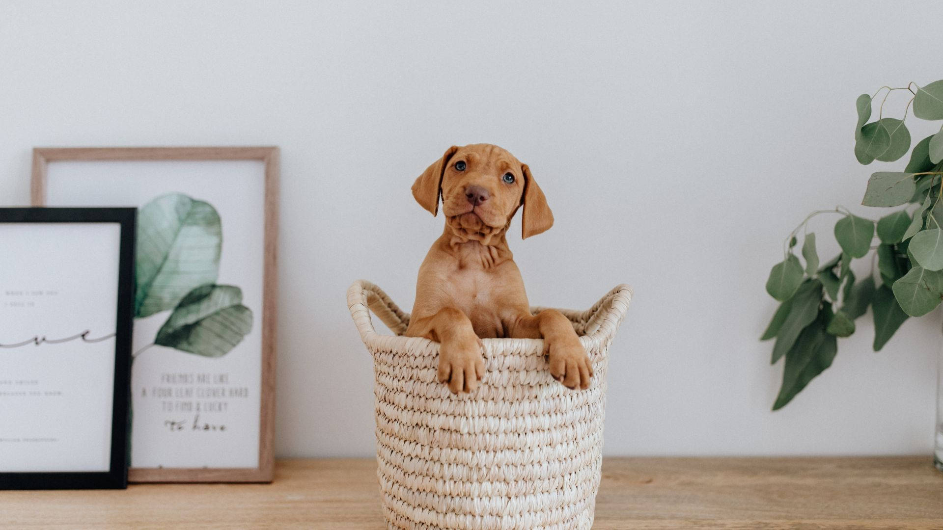 1920x1080 Download Vizsla Baby Dog Inside A Basket Wallpaper