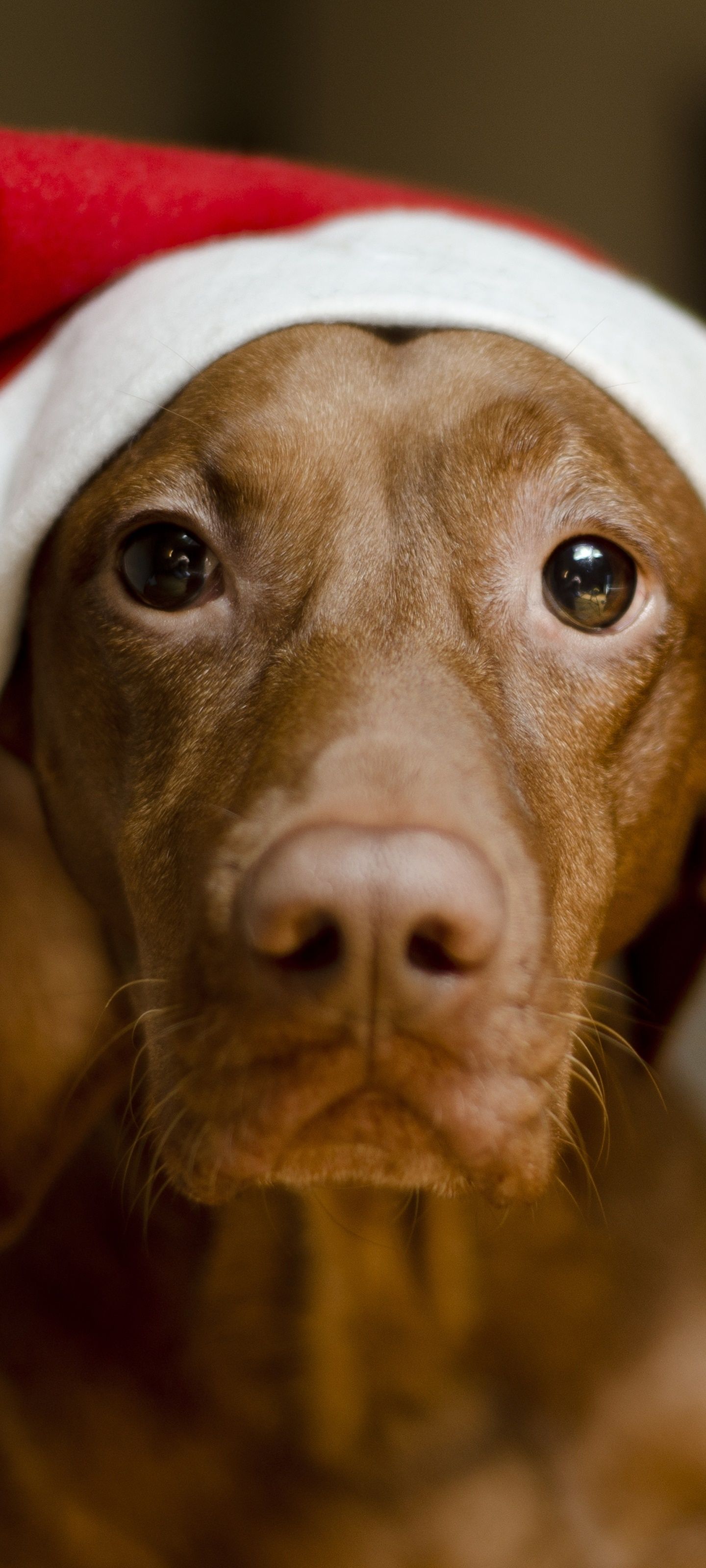 1440x3200 Wallpaper / Animal Dog Phone Wallpaper, Vizsla, 1440x3200 free download