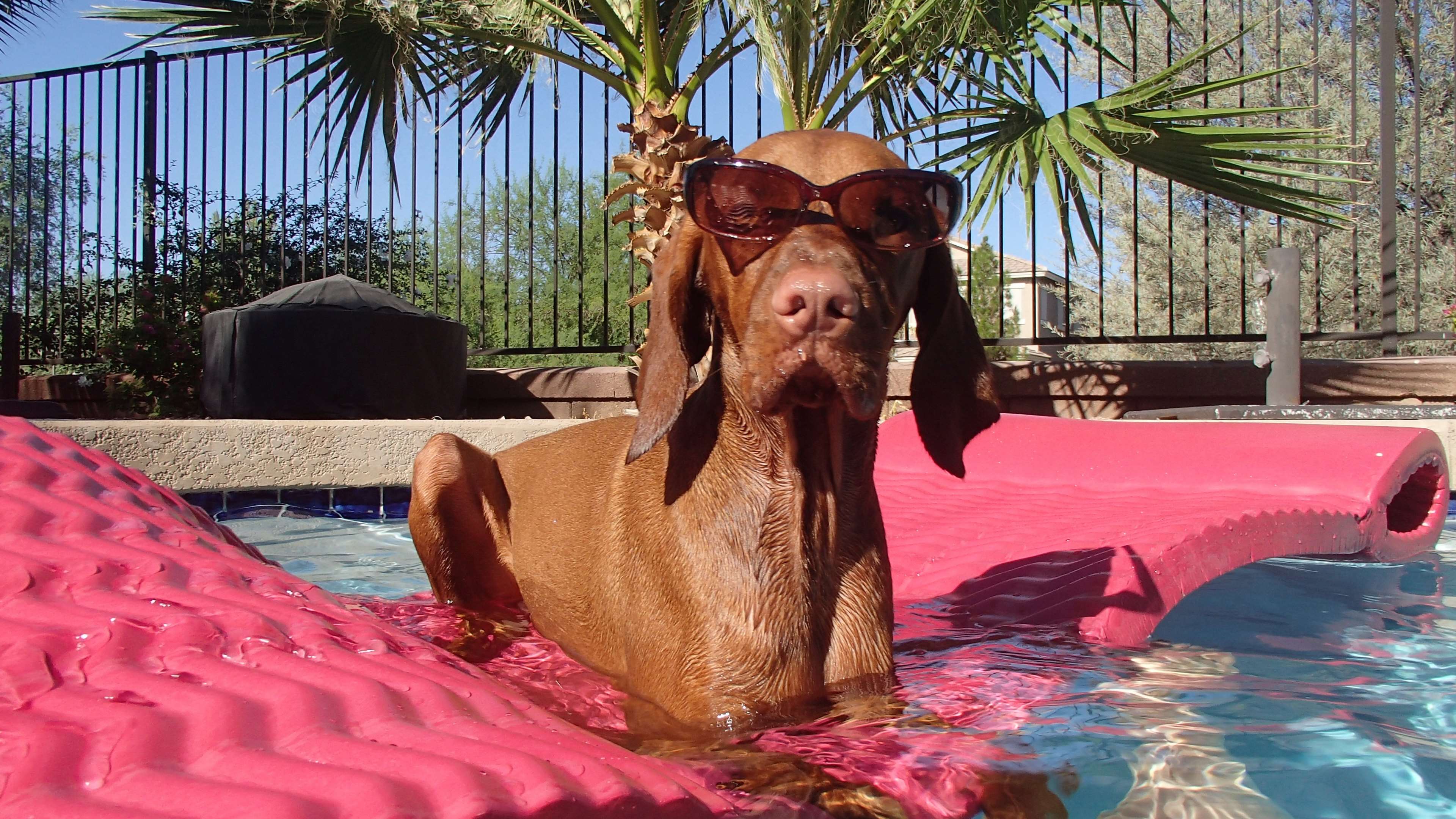 3840x2160 Vizsla Wallpaper
