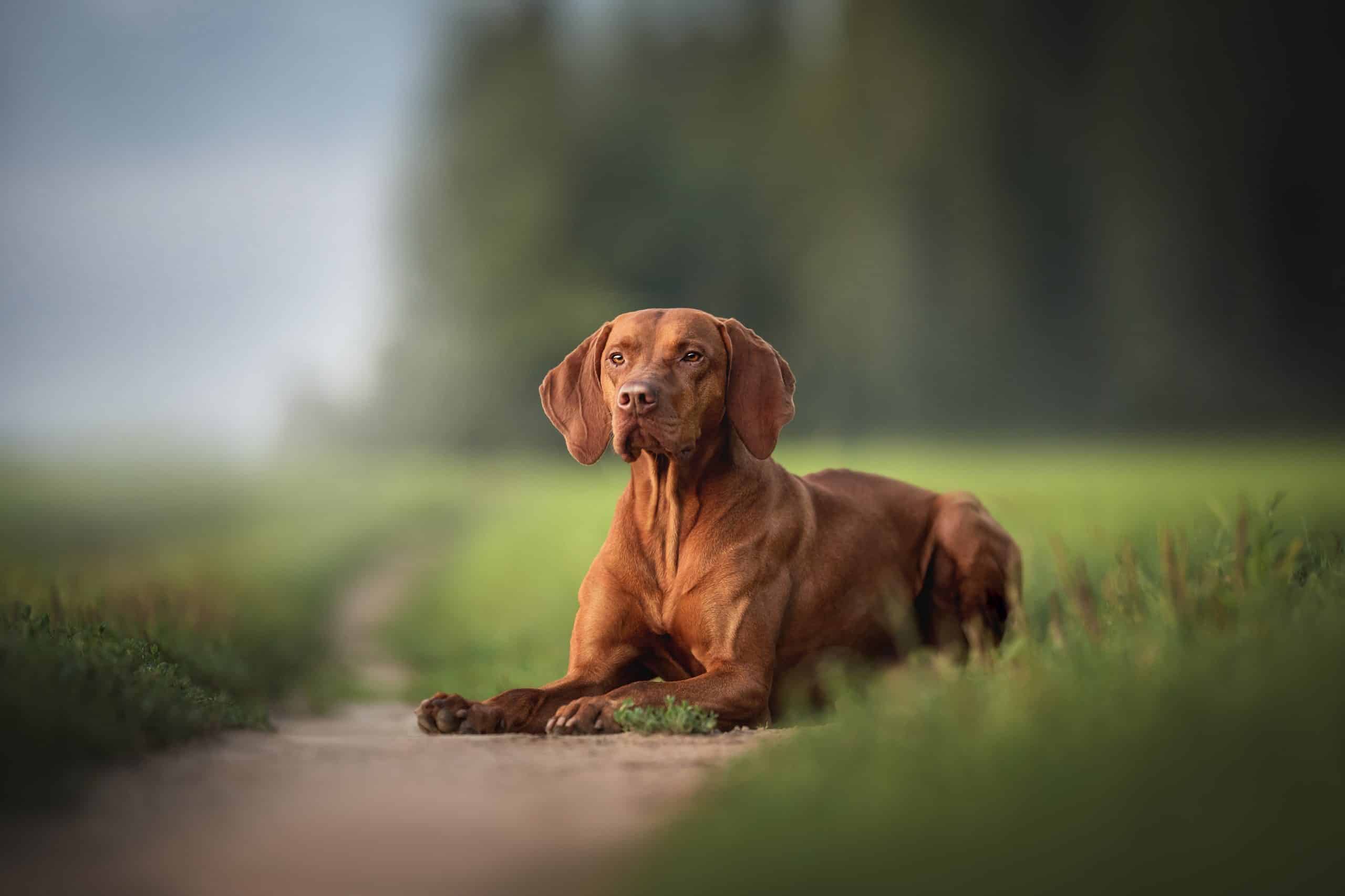 Vizsla Wallpapers - Top Free Vizsla Backgrounds - WallpaperAccess